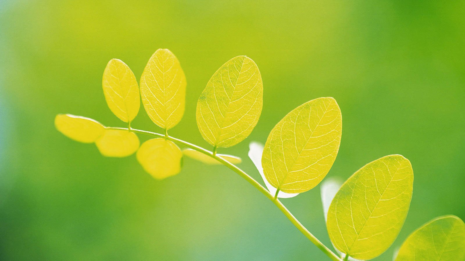 小清新,舒缓压力,树叶,儿童桌面专用