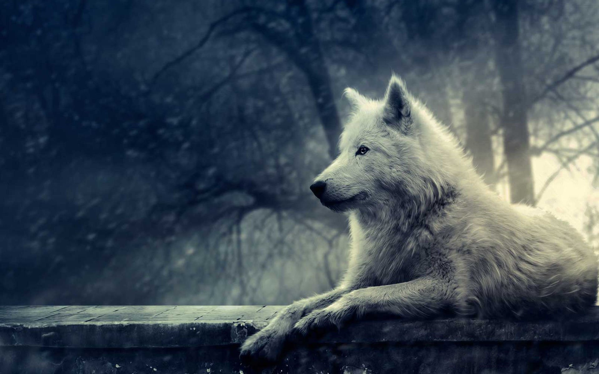 萌宠,野生动物,狼,儿童桌面专用