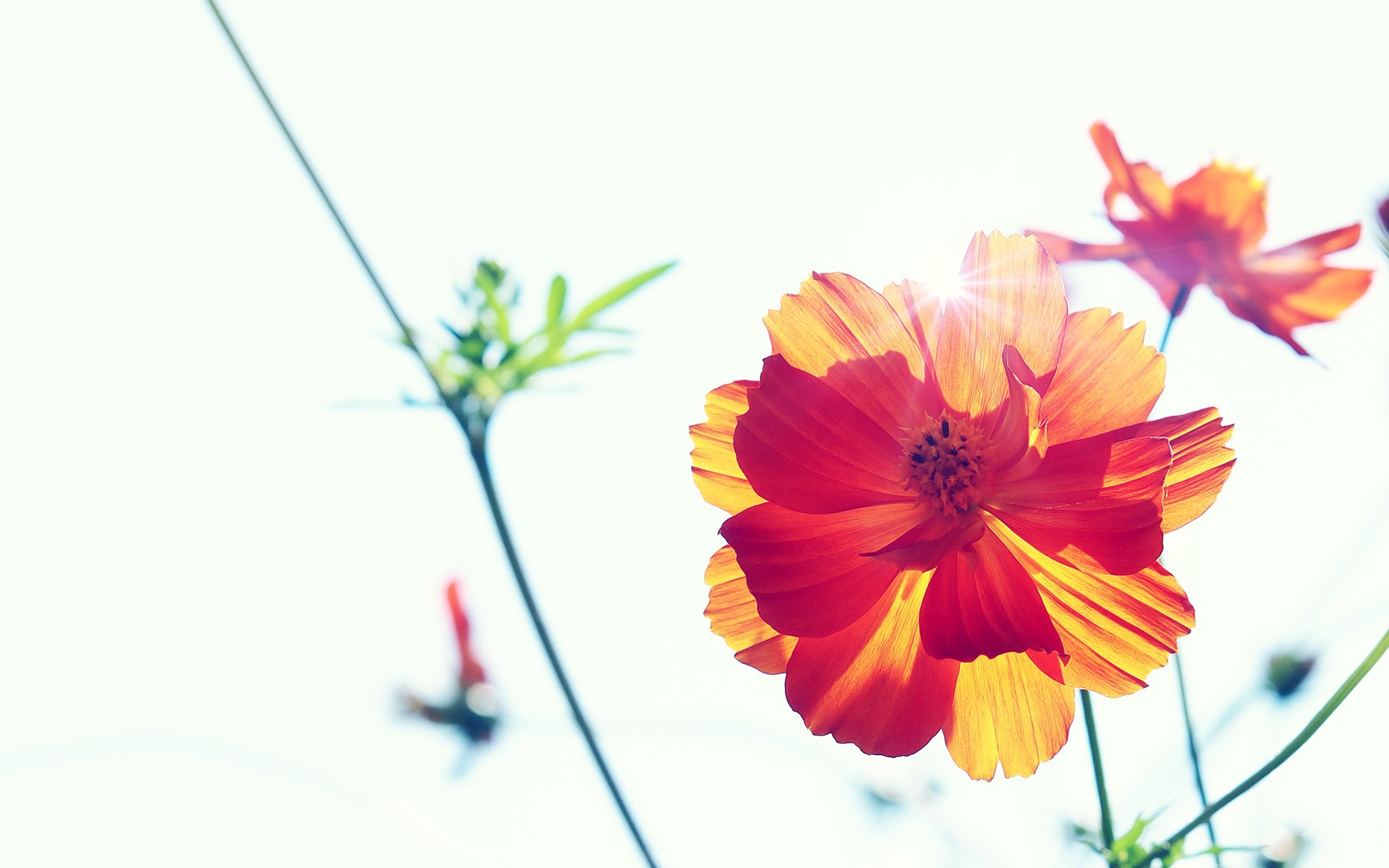 小清新,鸟语花香,花卉,儿童桌面专用