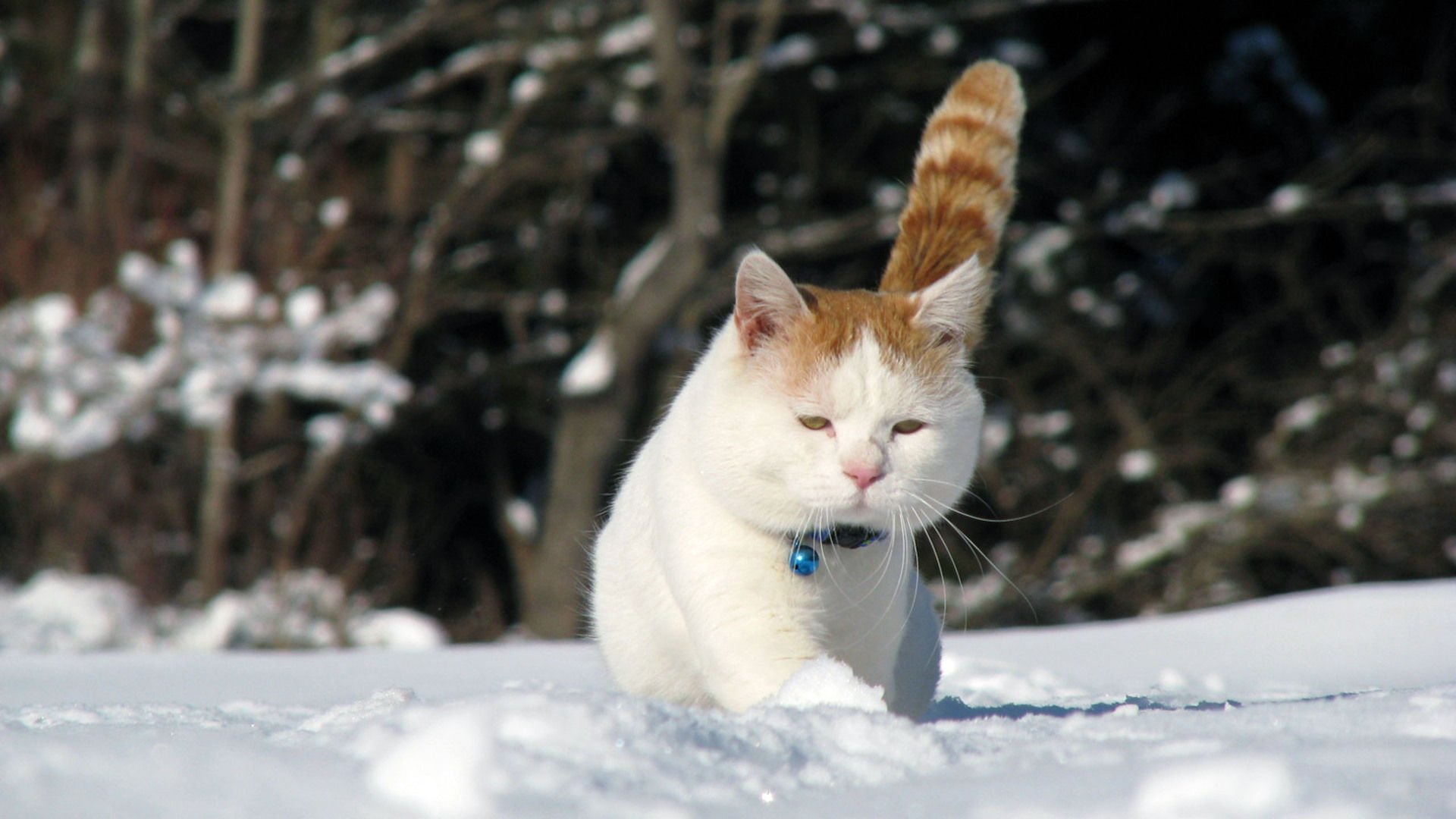 萌宠,喵星人,猫,可爱,儿童桌面专用