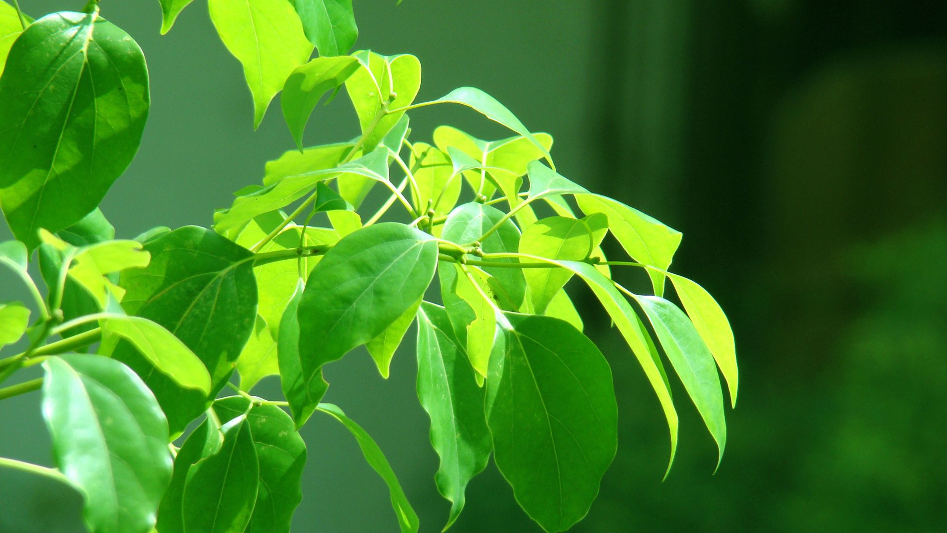 小清新,护眼壁纸,绿叶,2月18日,儿童桌面专用