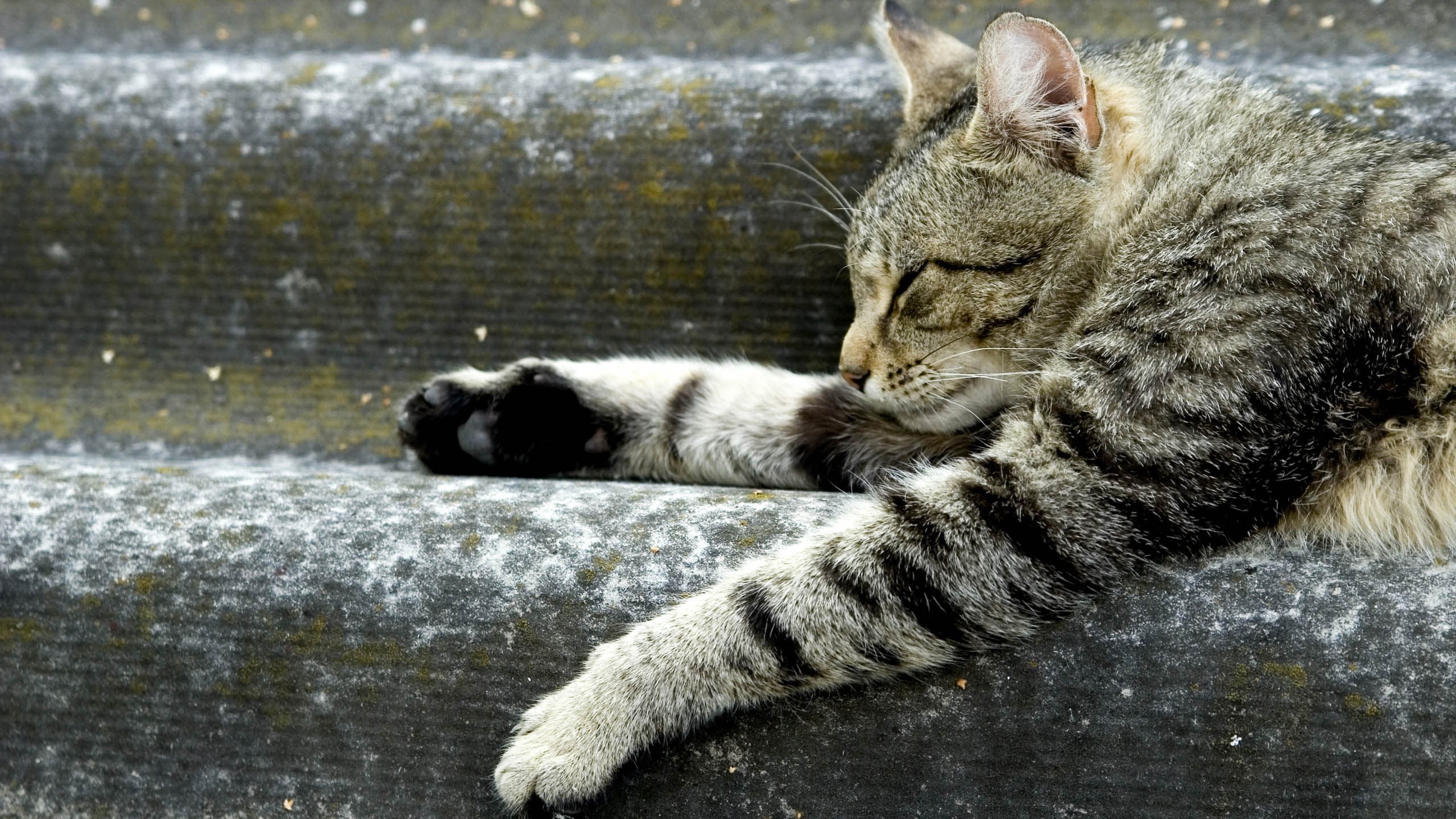 萌宠,喵星人,猫,可爱,卖萌,儿童桌面专用