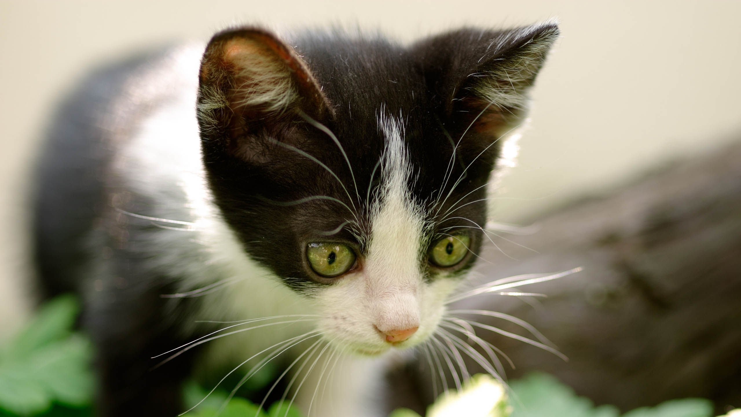 萌宠,喵星人,猫,可爱,卖萌,儿童桌面专用