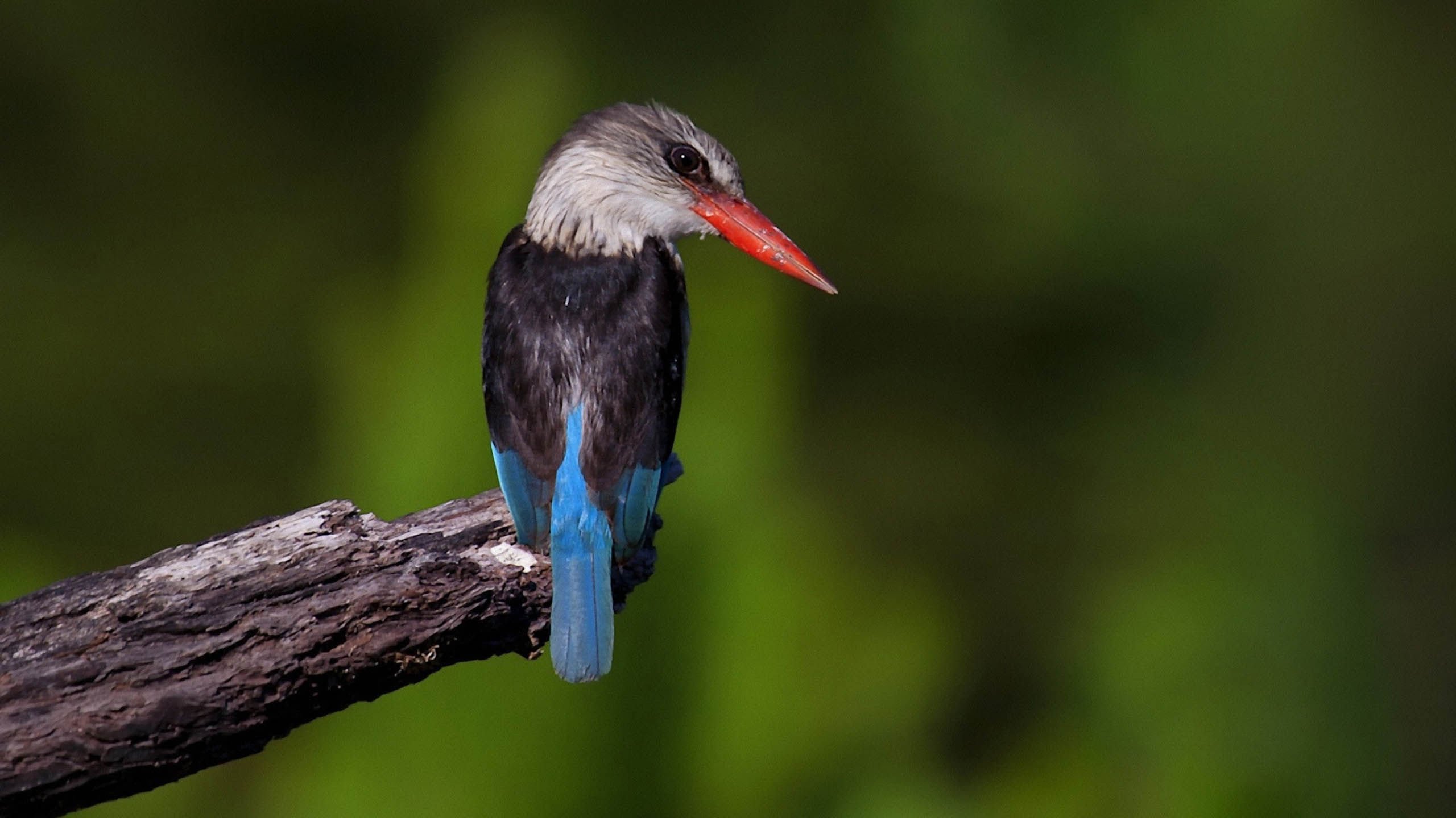 萌宠,小鸟天堂,儿童桌面专用
