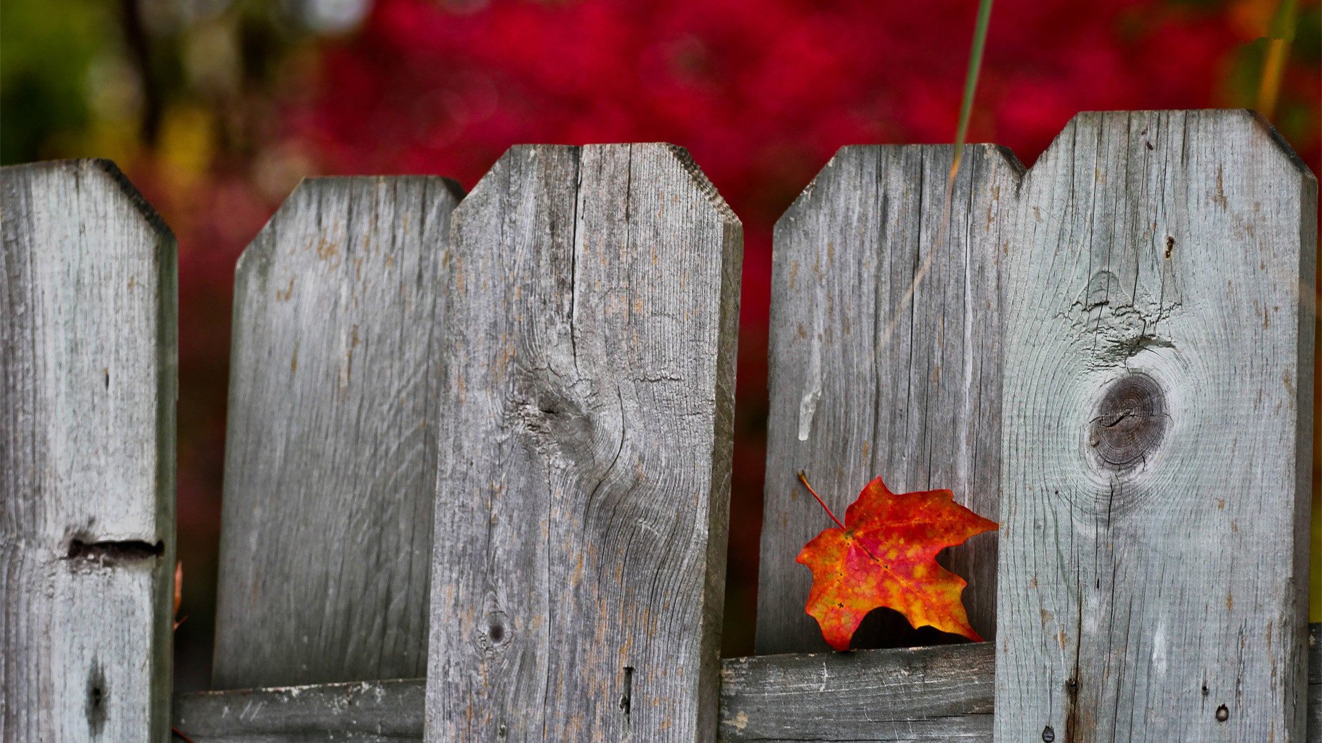 小清新,静物写真,树叶,2月27日,儿童桌面专用
