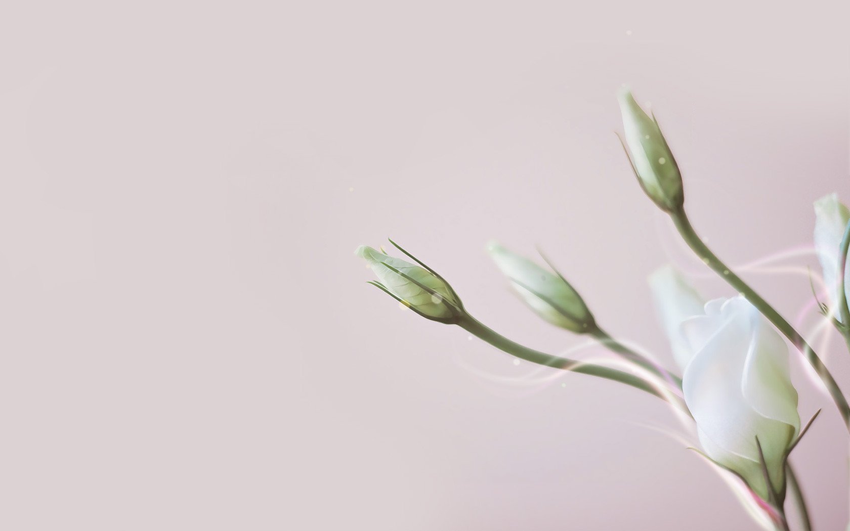 小清新,静物写真,花卉,2月1日,儿童桌面专用