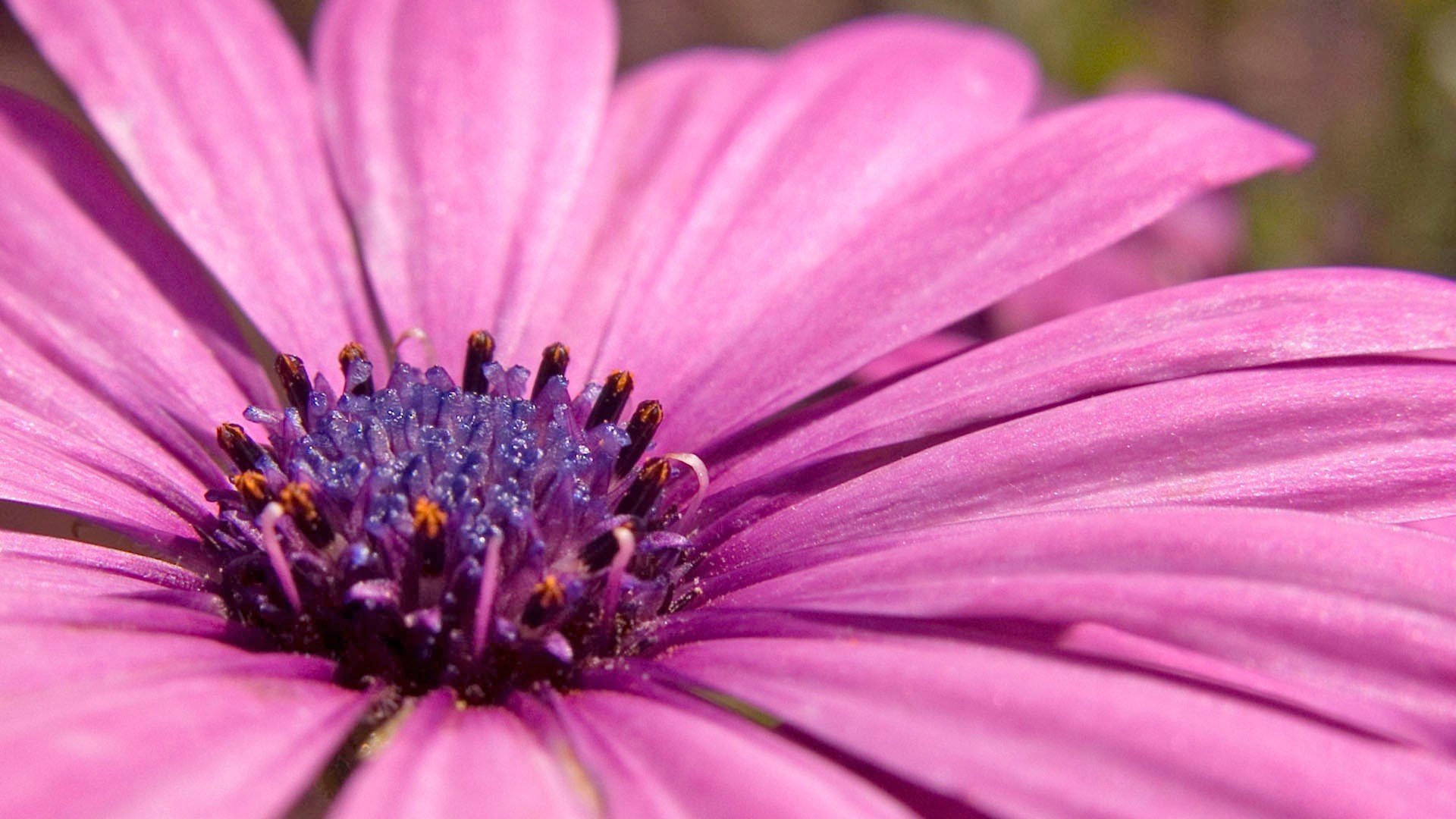 小清新,娇艳欲滴,花卉,2月28日,儿童桌面专用