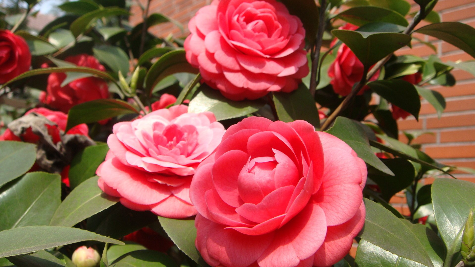 小清新,鸟语花香,花卉,2月6日,儿童桌面专用