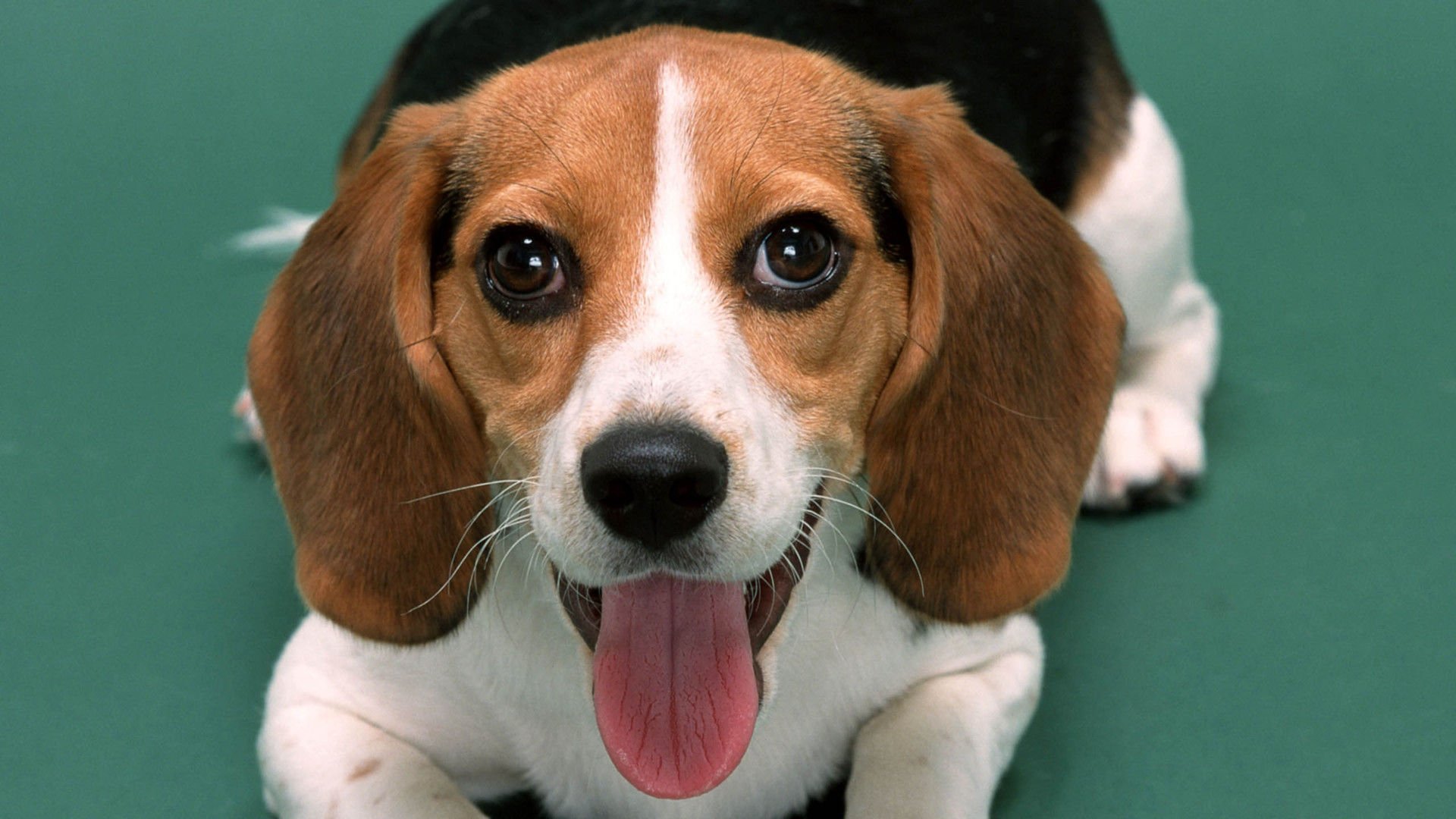 萌宠,汪星人,狗,卖萌,古灵精怪,可爱,儿童桌面专用