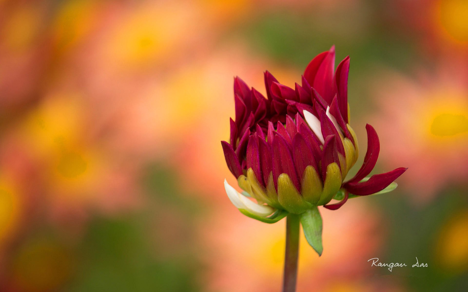 小清新,鸟语花香,花卉,2月28日,儿童桌面专用