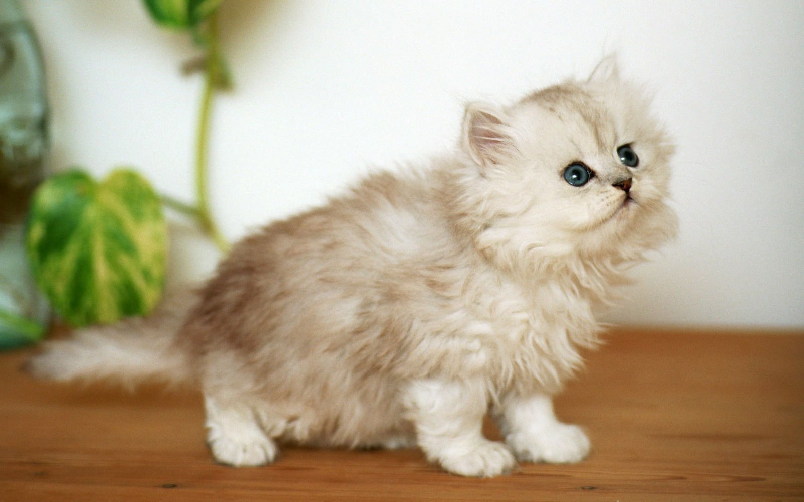 萌宠,喵星人,猫,卖萌,可爱,儿童桌面专用