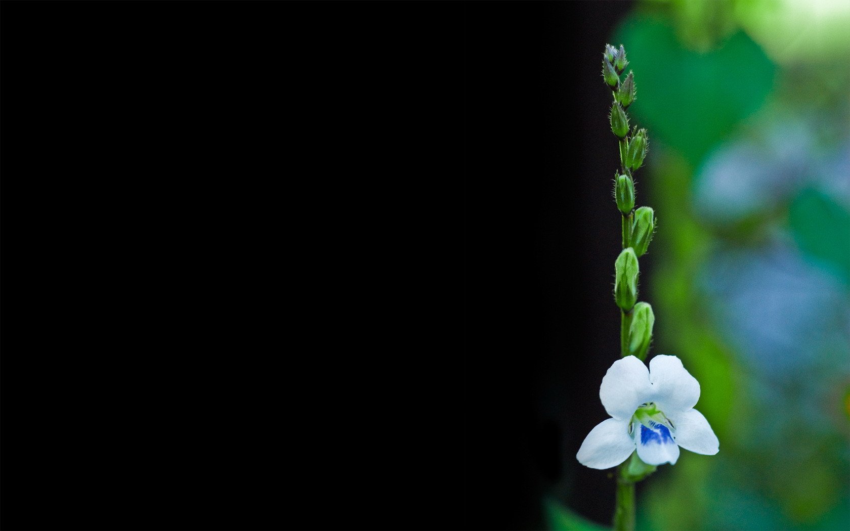 小清新,舒缓压力,绿色,2月1日,儿童桌面专用