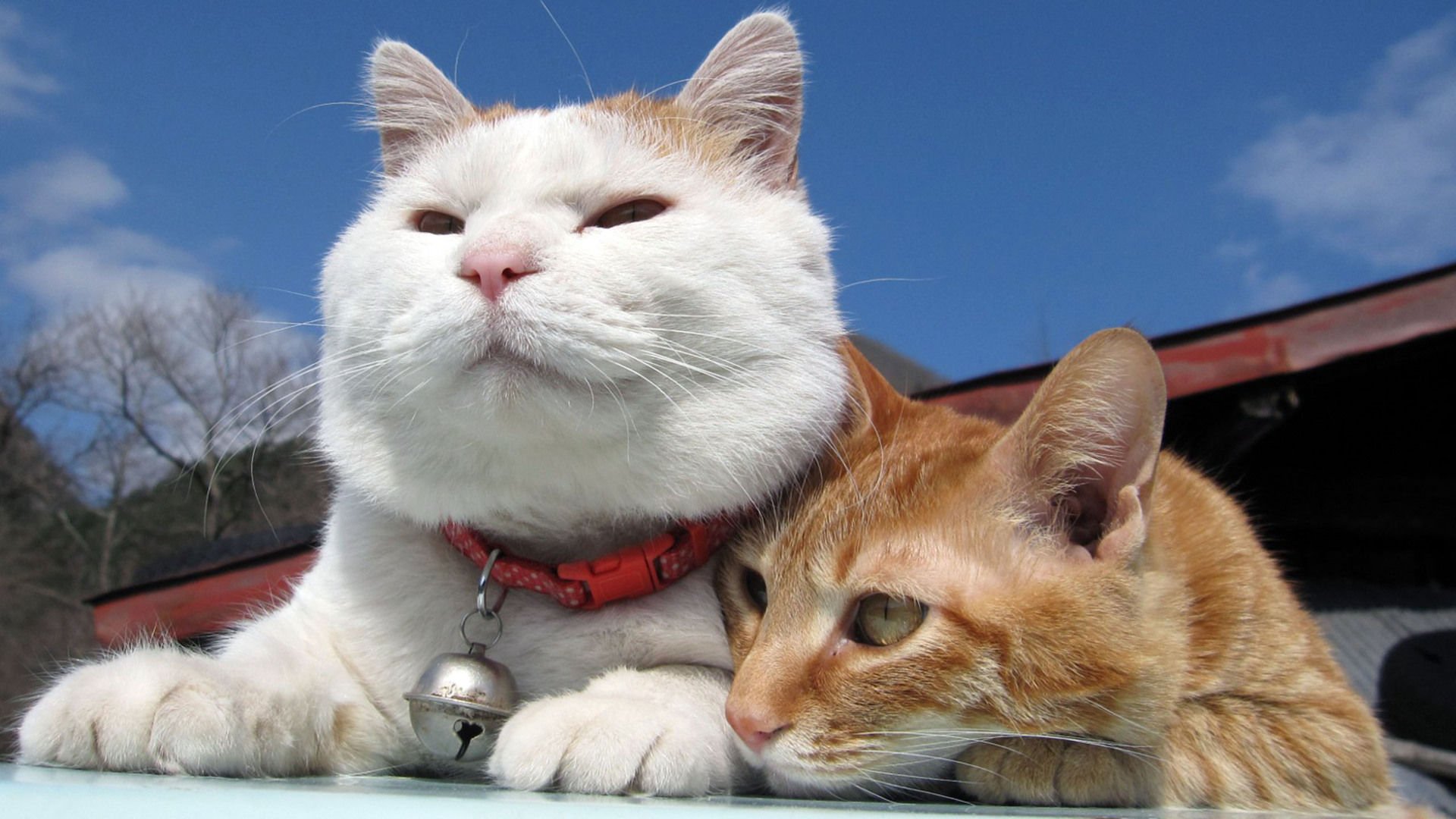 萌宠,喵星人,猫,可爱,卖萌,儿童桌面专用