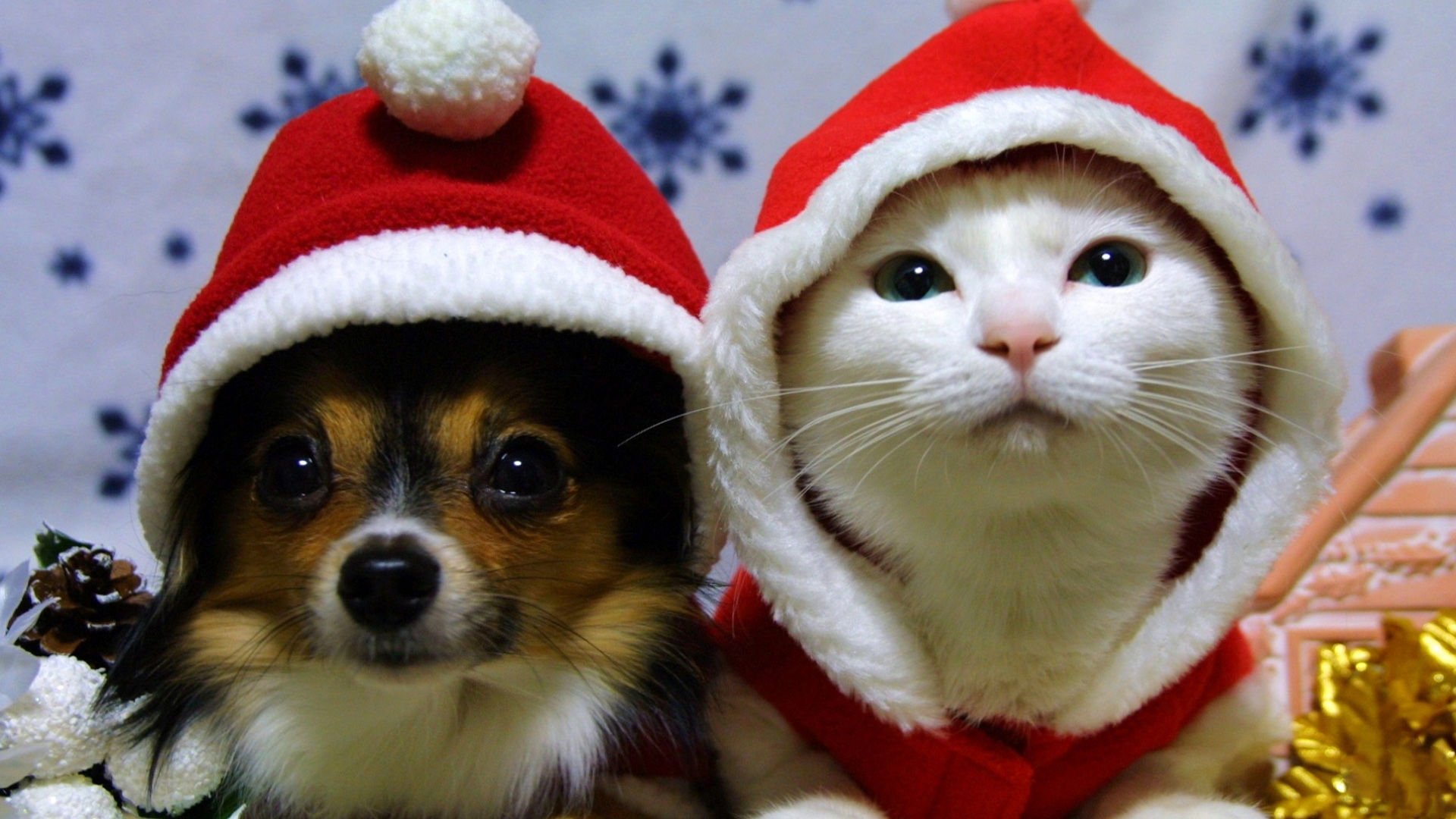 萌宠,喵星人,猫,可爱,卖萌,儿童桌面专用