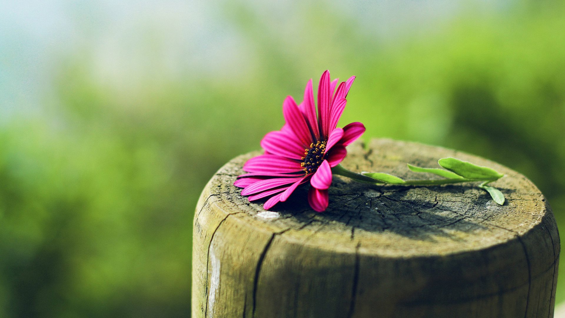 小清新,静物写真,花卉,2月4日,儿童桌面专用