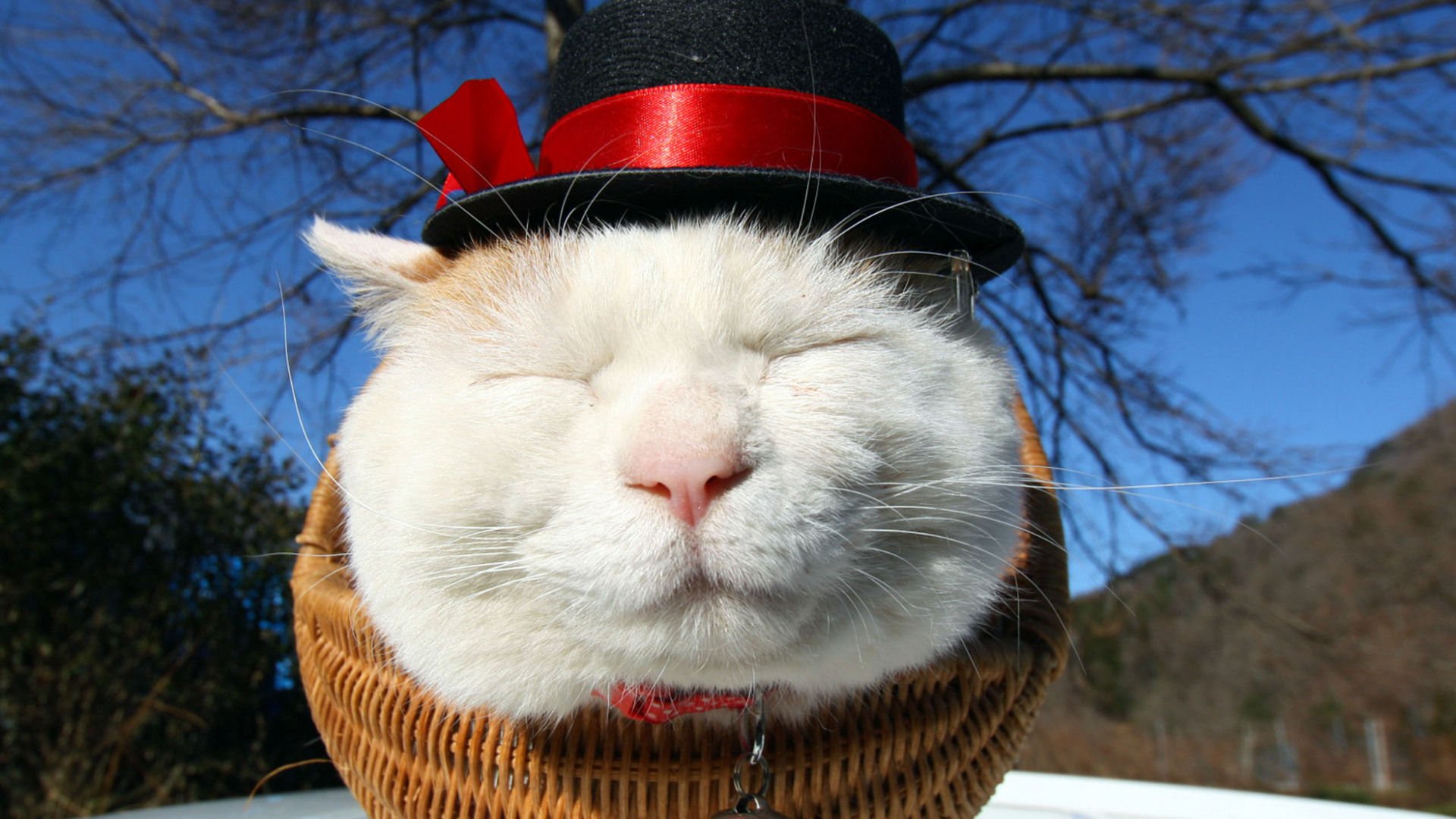 萌宠,喵星人,猫,可爱,卖萌,儿童桌面专用