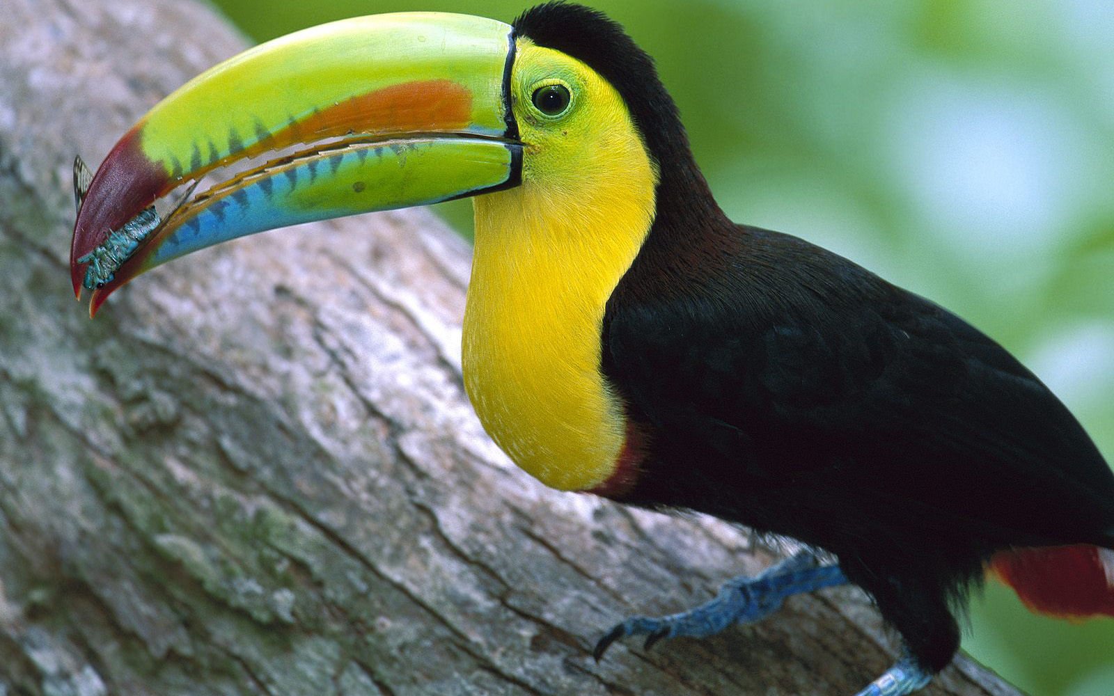 萌宠,小鸟天地,鸟,儿童桌面专用