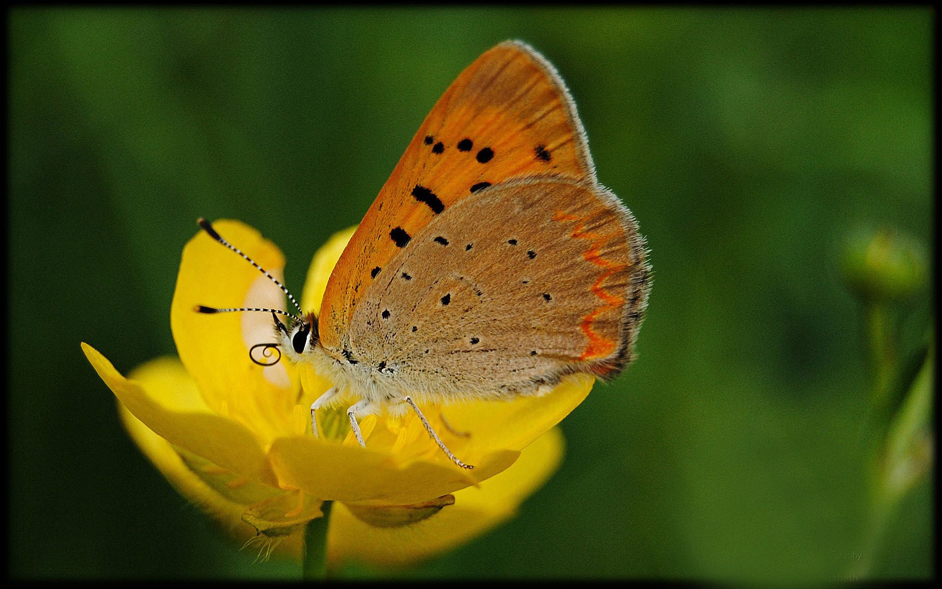 小清新,鸟语花香,蝴蝶,花卉,2月25日,儿童桌面专用