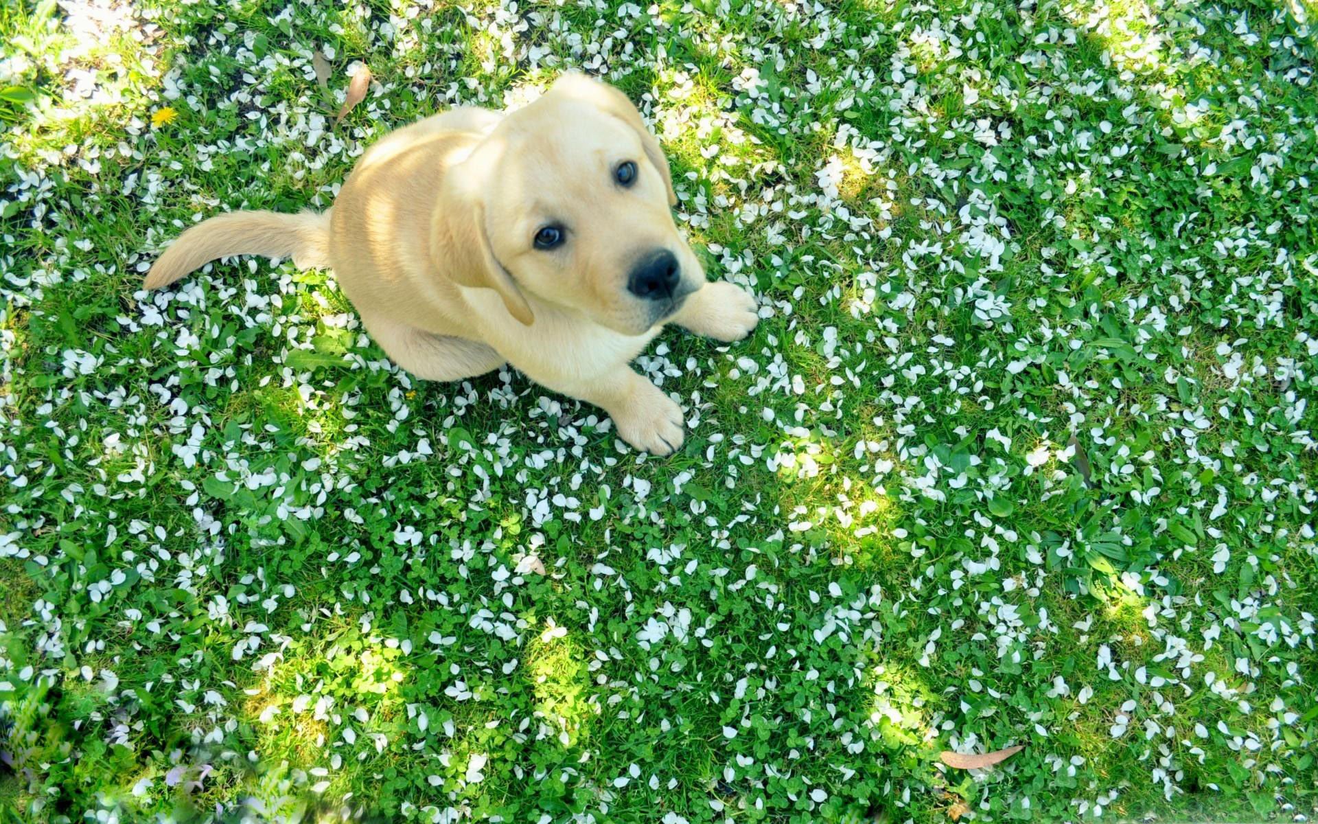 萌宠,汪星人,狗,卖萌,可爱,儿童桌面专用