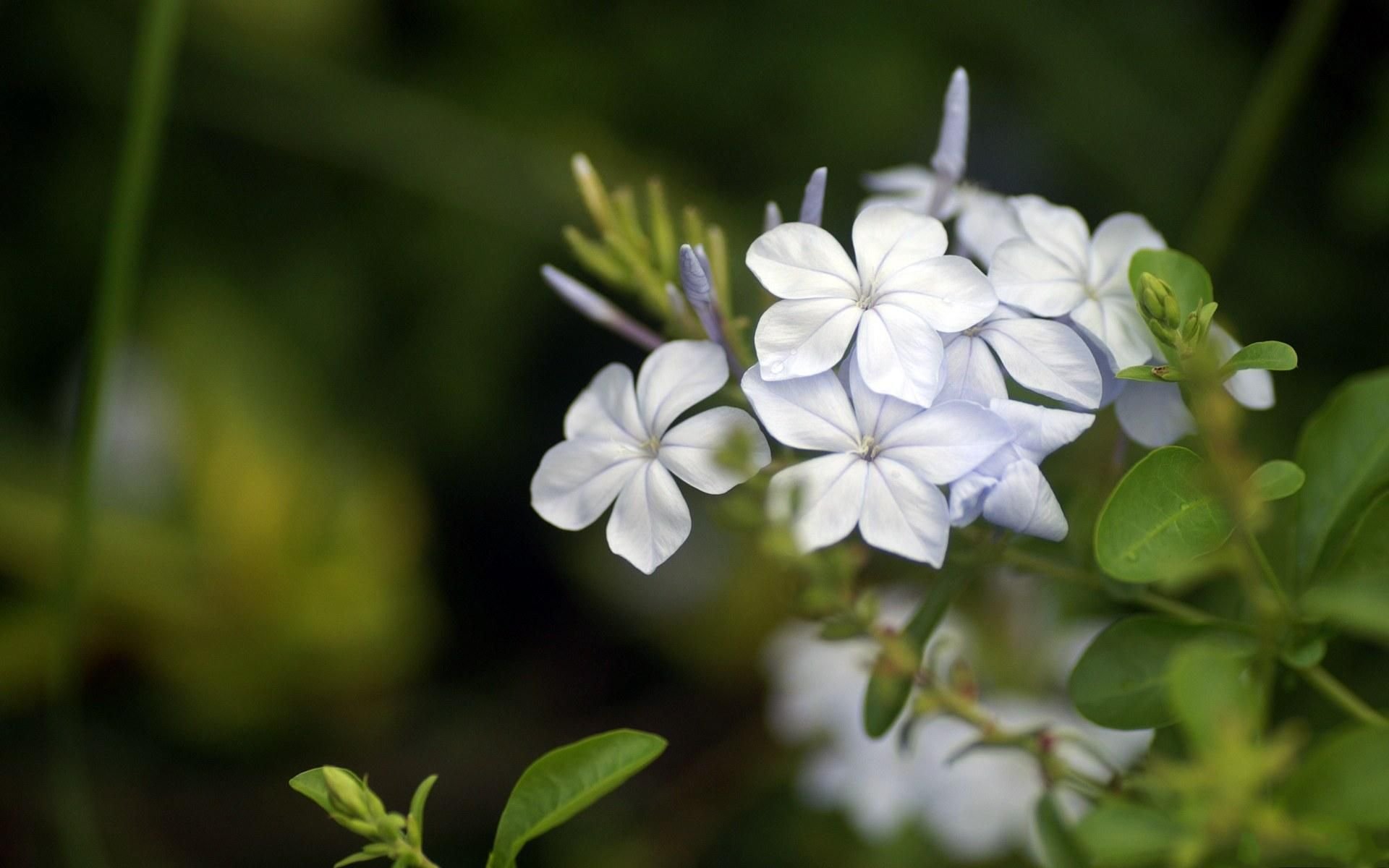 小清新,鸟语花香,花卉,2月28日,儿童桌面专用