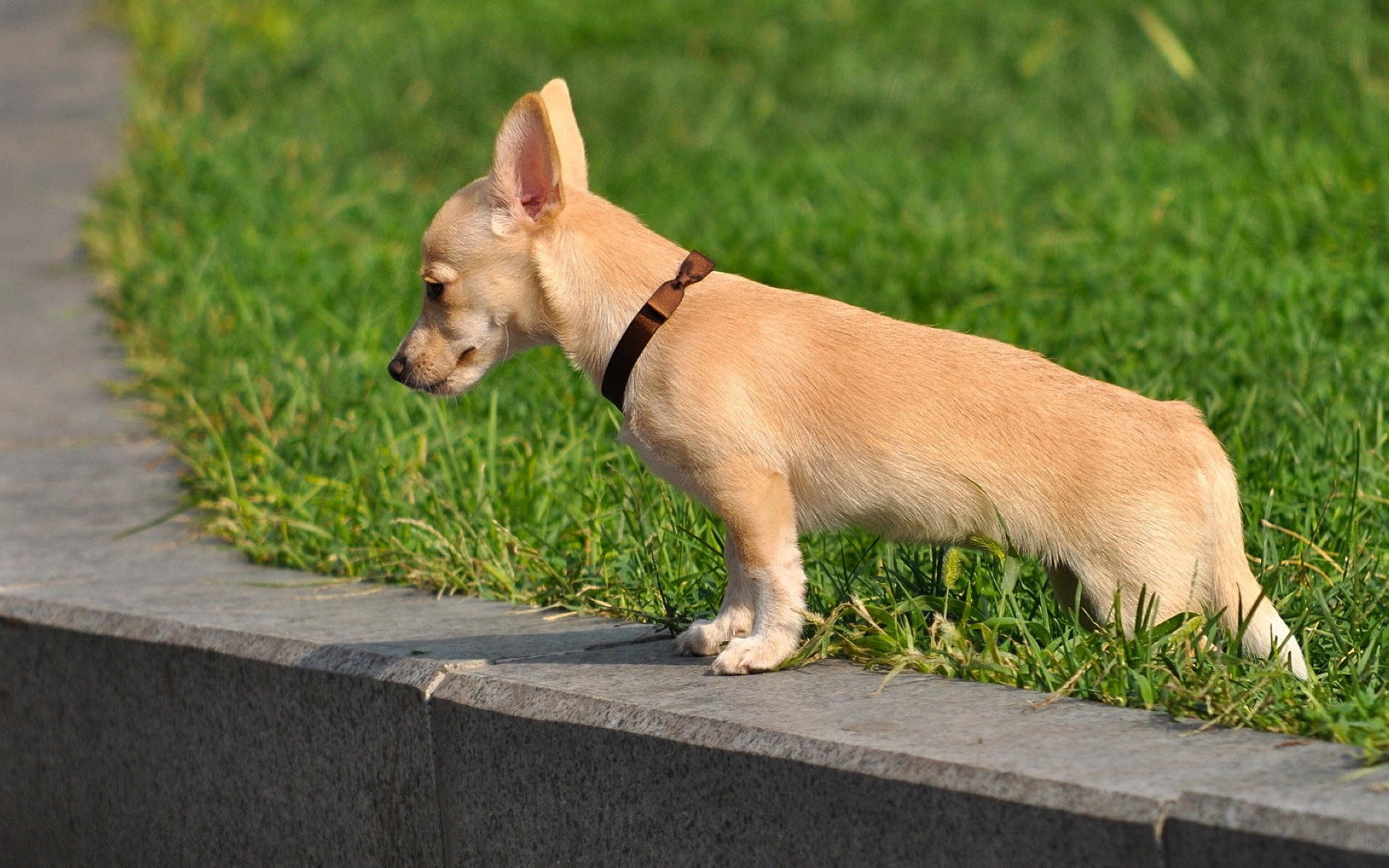 萌宠,汪星人,儿童桌面专用