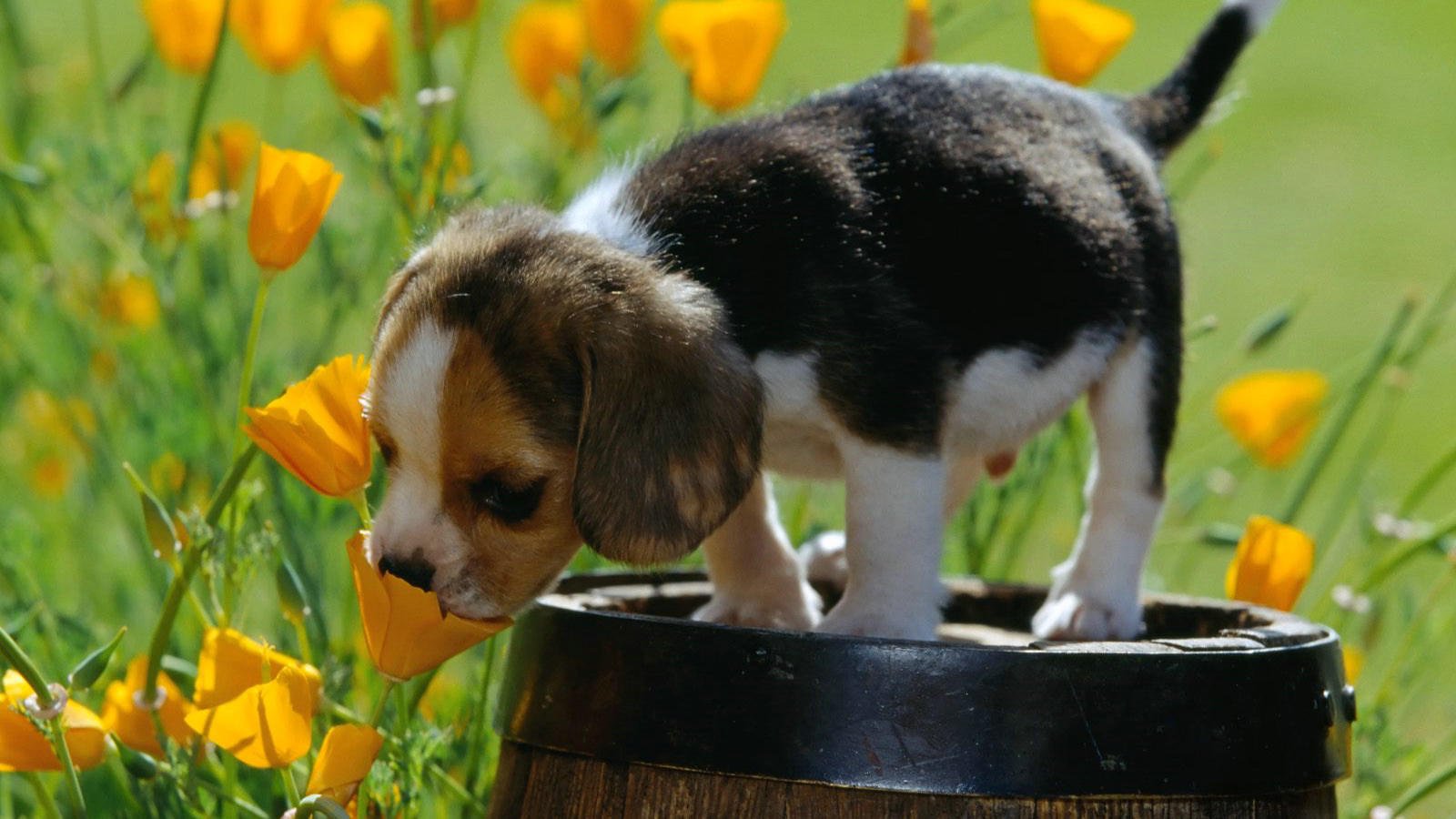 萌宠,汪星人,狗,儿童桌面专用