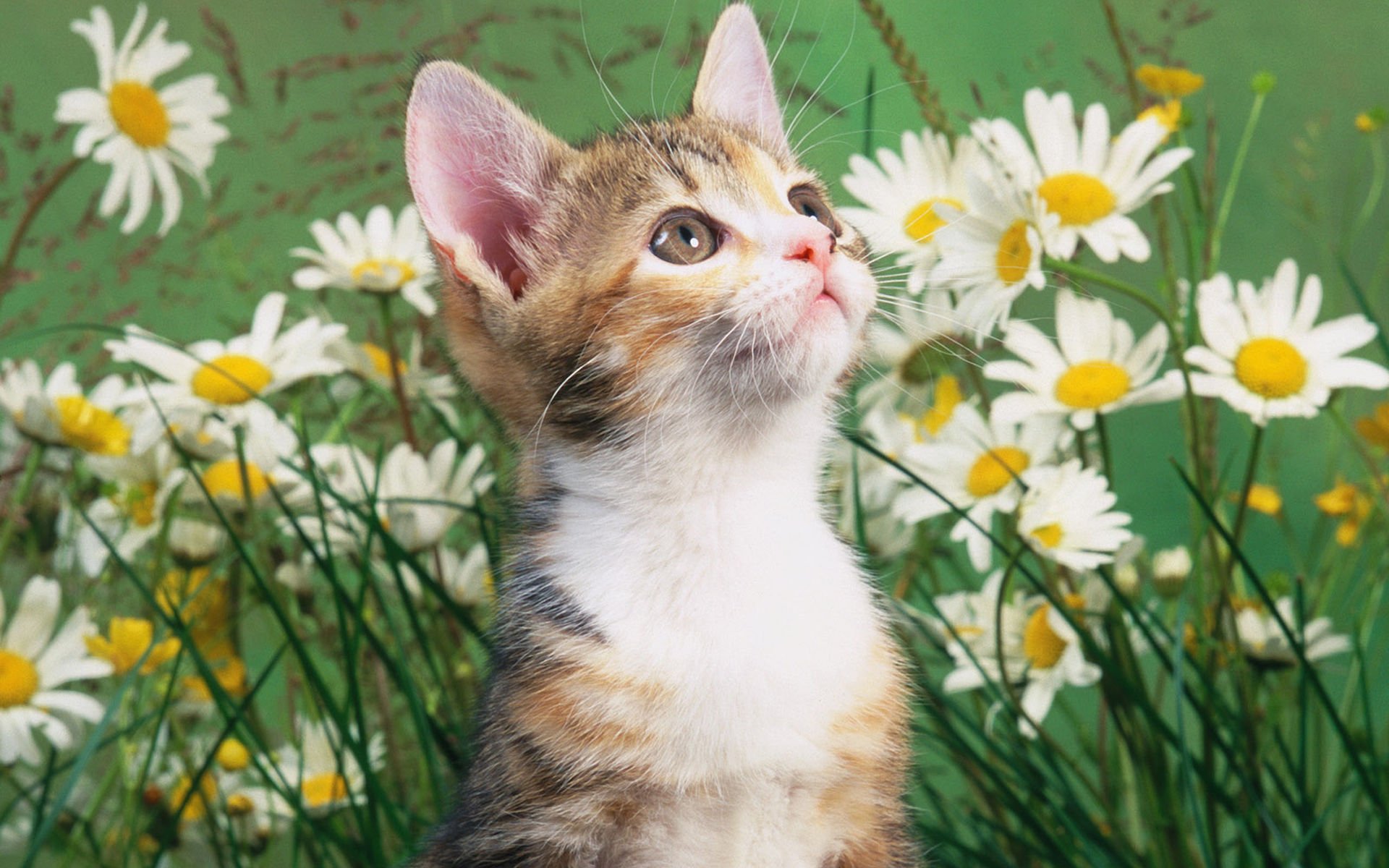 萌宠,喵星人,猫,可爱,卖萌,古灵精怪,儿童桌面专用