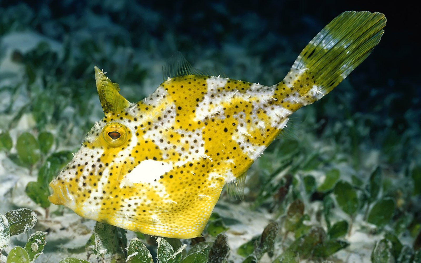 萌宠,海底世界,鱼,儿童桌面专用