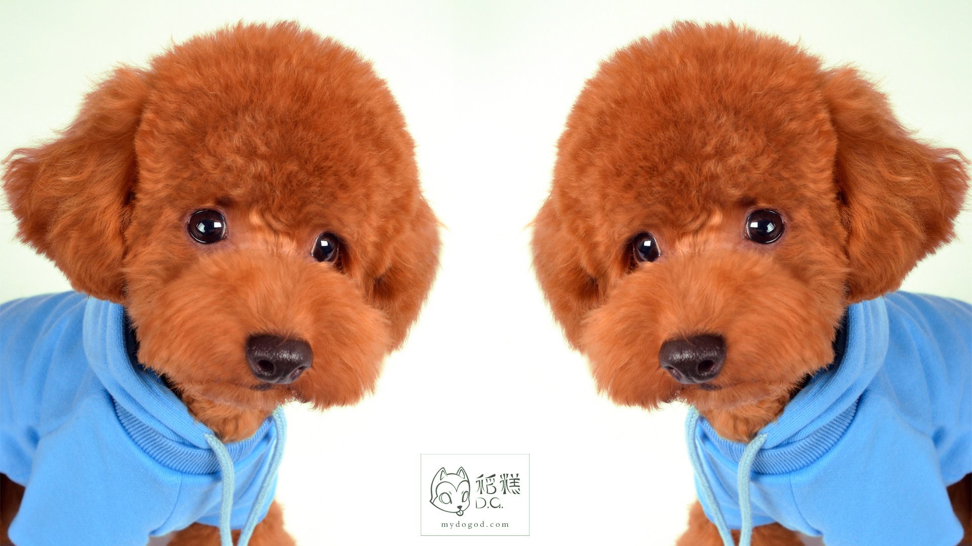 稻糕DG宠物影像,稻糕宠物,稻糕摄影,萌宠,汪星人,狗,卖萌,可爱,儿童桌面专用