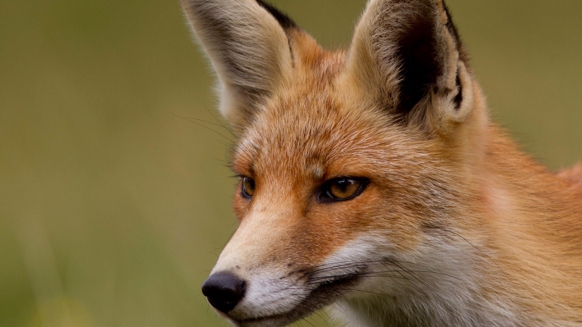 萌宠,野生动物,狐狸,儿童桌面专用