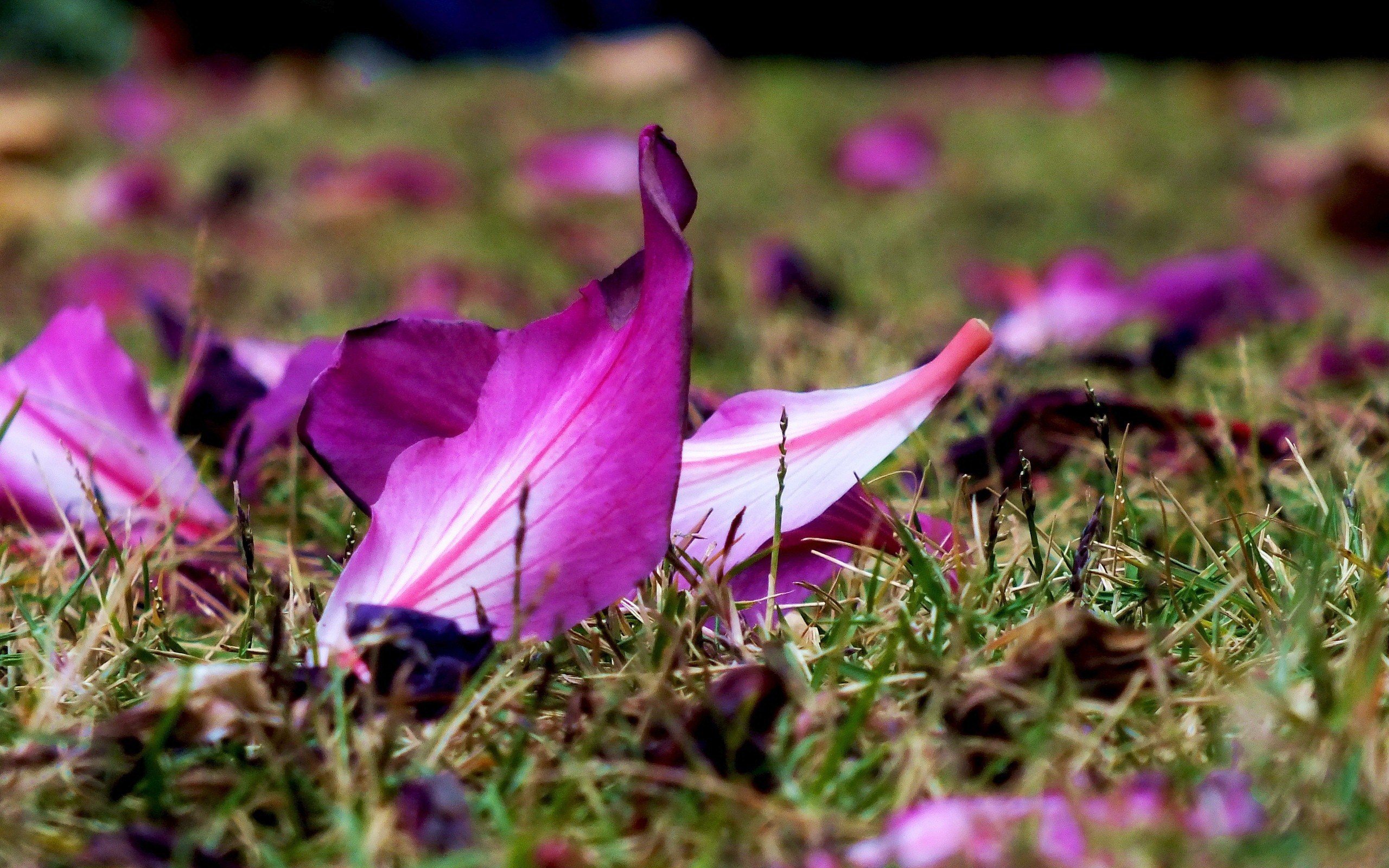 小清新,静物写真,花瓣,2月14日,儿童桌面专用