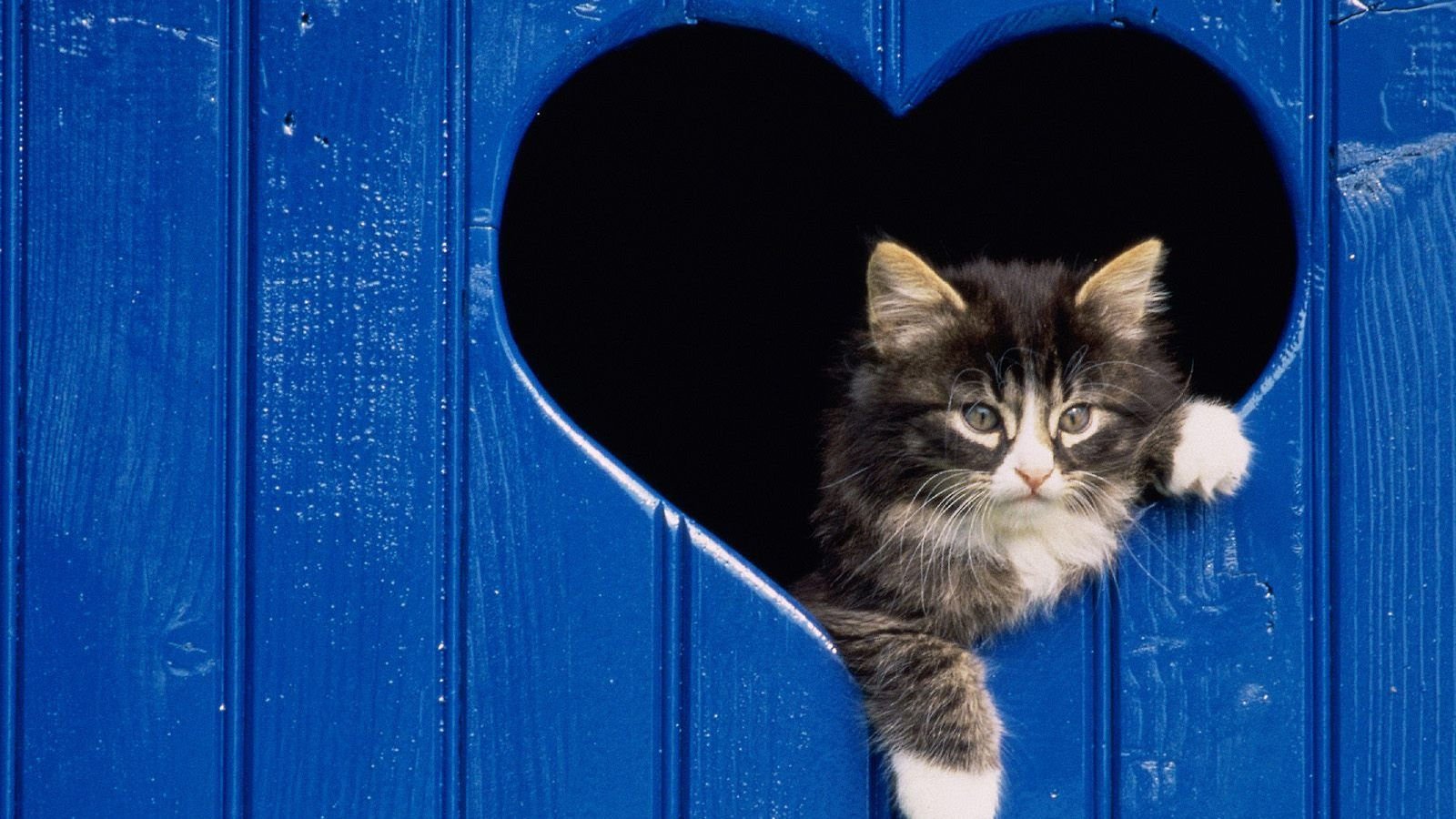 萌宠,喵星人,猫,儿童桌面专用