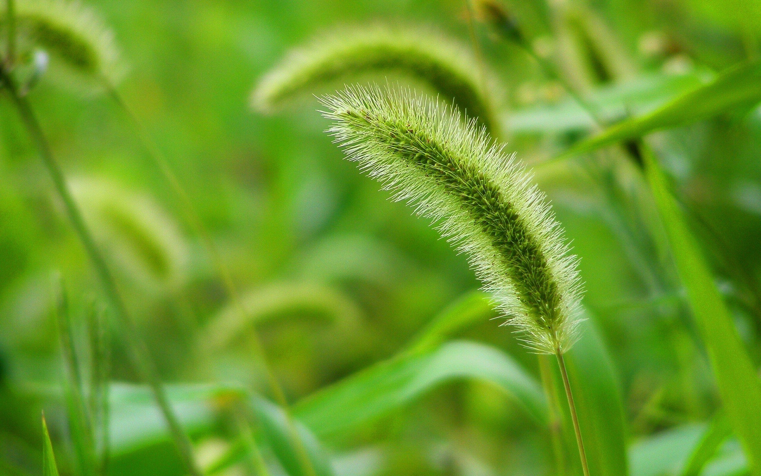 小清新,护眼壁纸,绿色,1月31日,儿童桌面专用