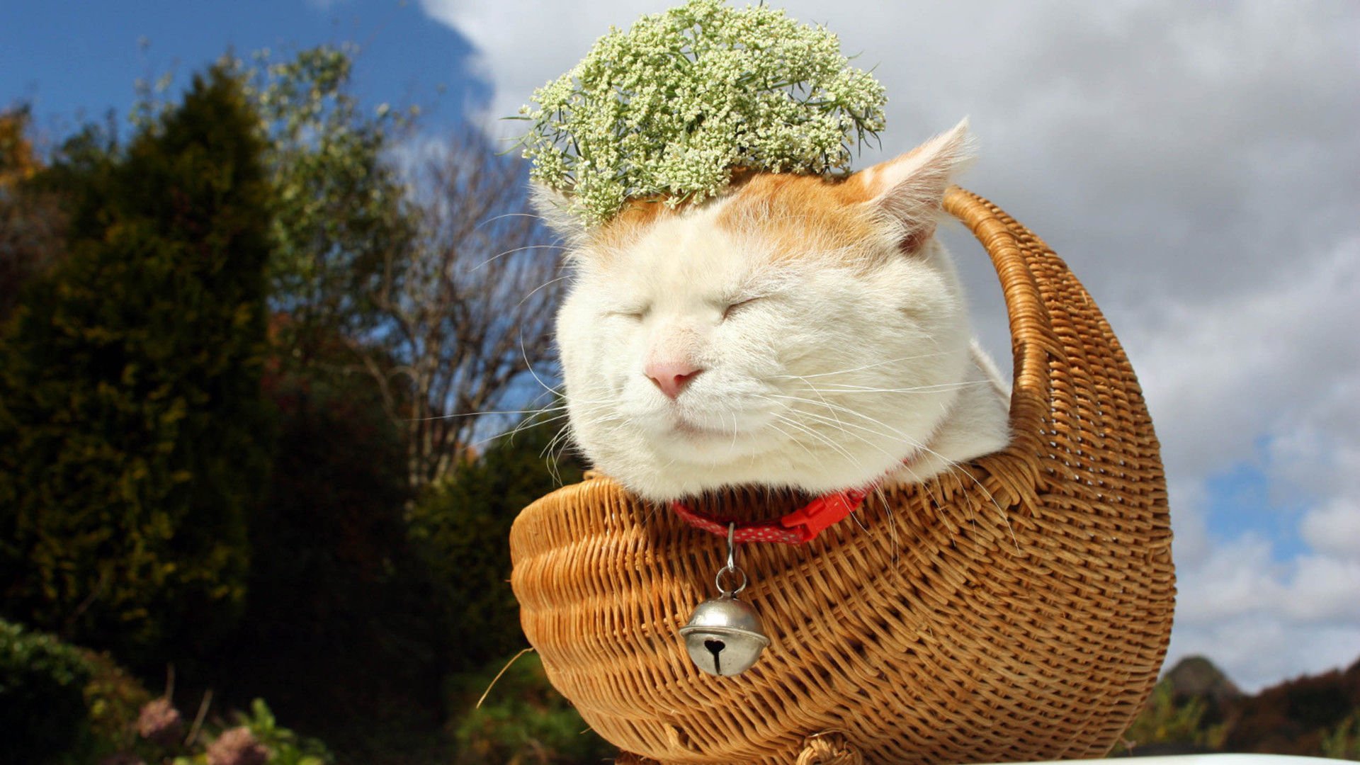 萌宠,喵星人,猫,卖萌,可爱,儿童桌面专用