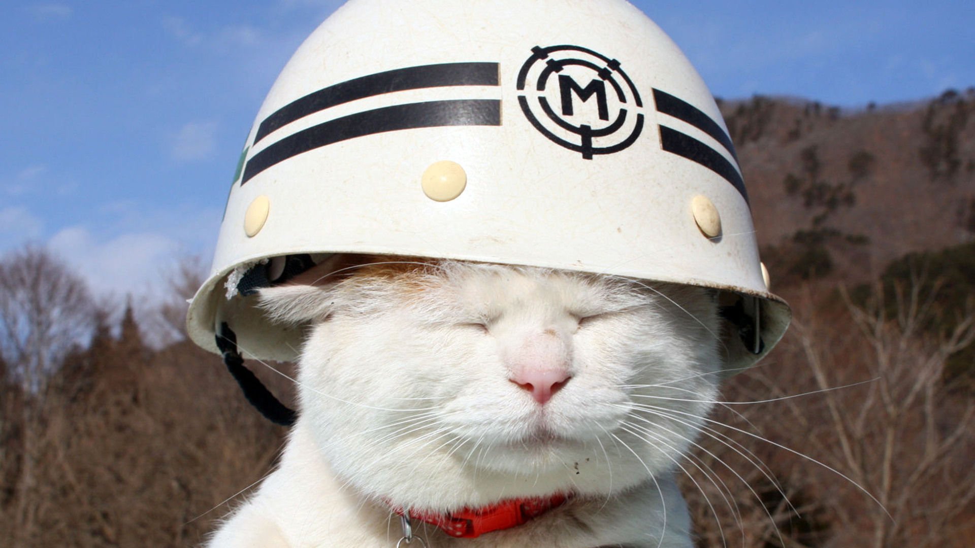 萌宠,喵星人,猫,卖萌,可爱,儿童桌面专用