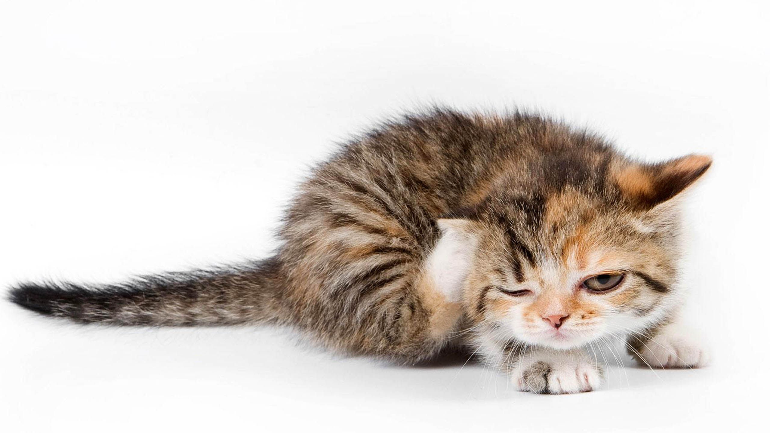 萌宠,喵星人,猫,卖萌,可爱,儿童桌面专用