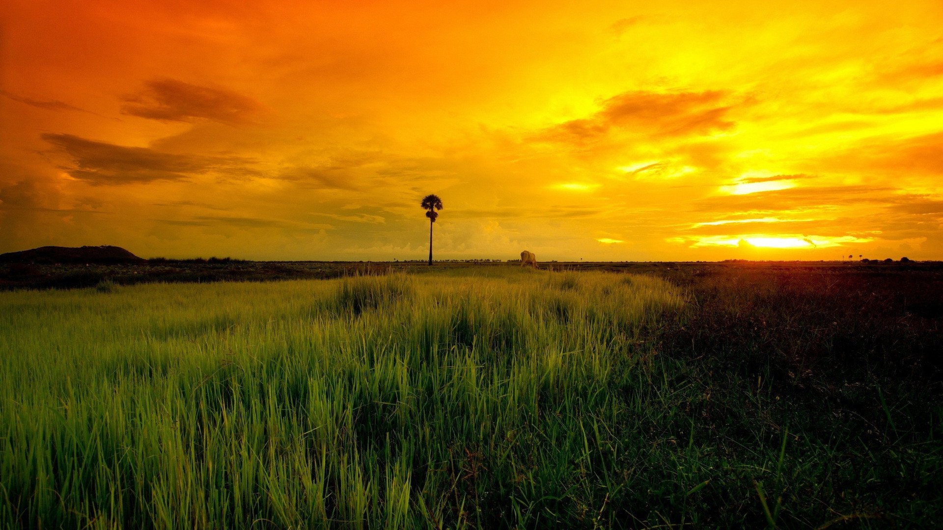 小清新,清新淡雅,绿色,2月27日,儿童桌面专用