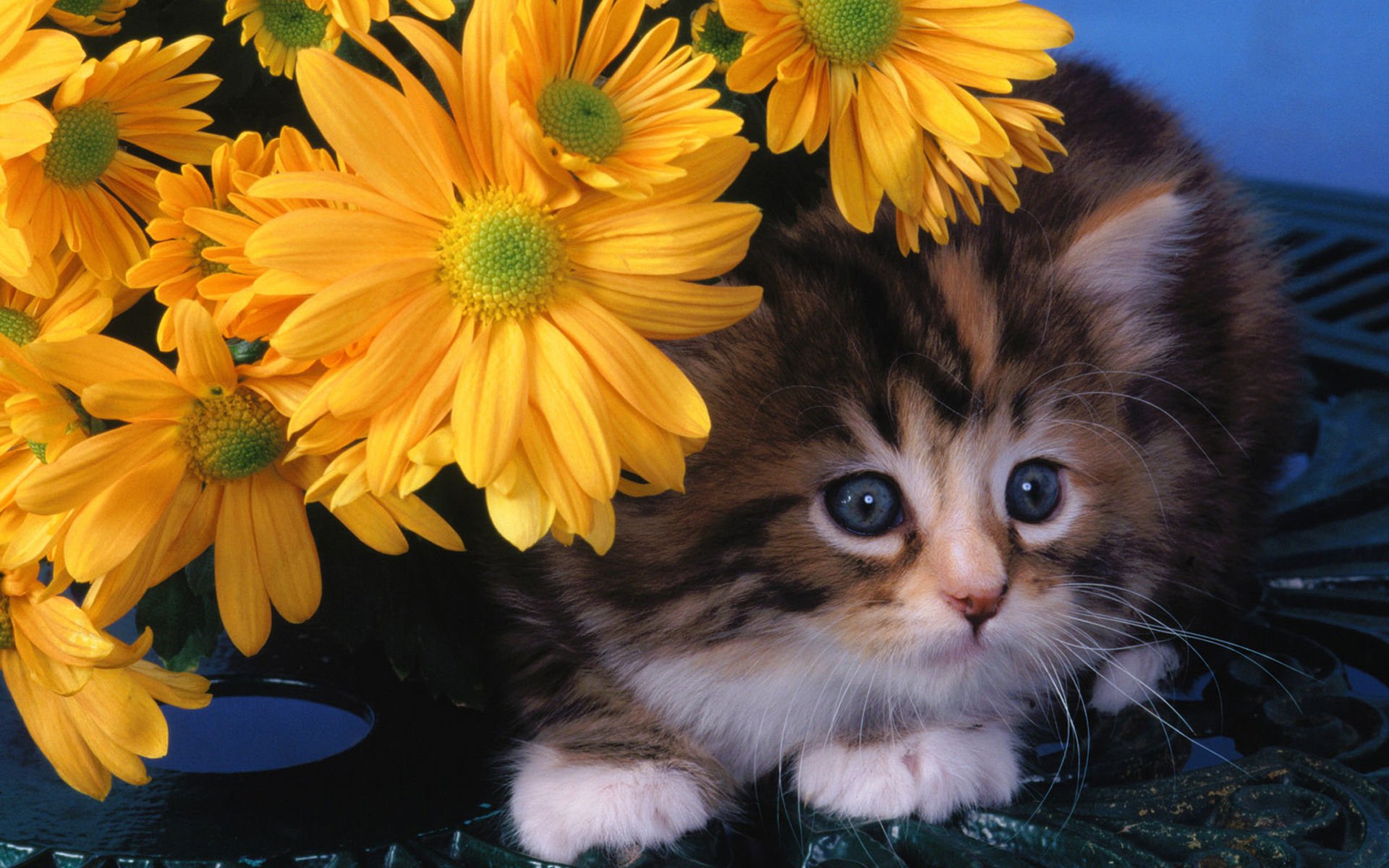 萌宠,喵星人,猫,可爱,卖萌,古灵精怪,儿童桌面专用