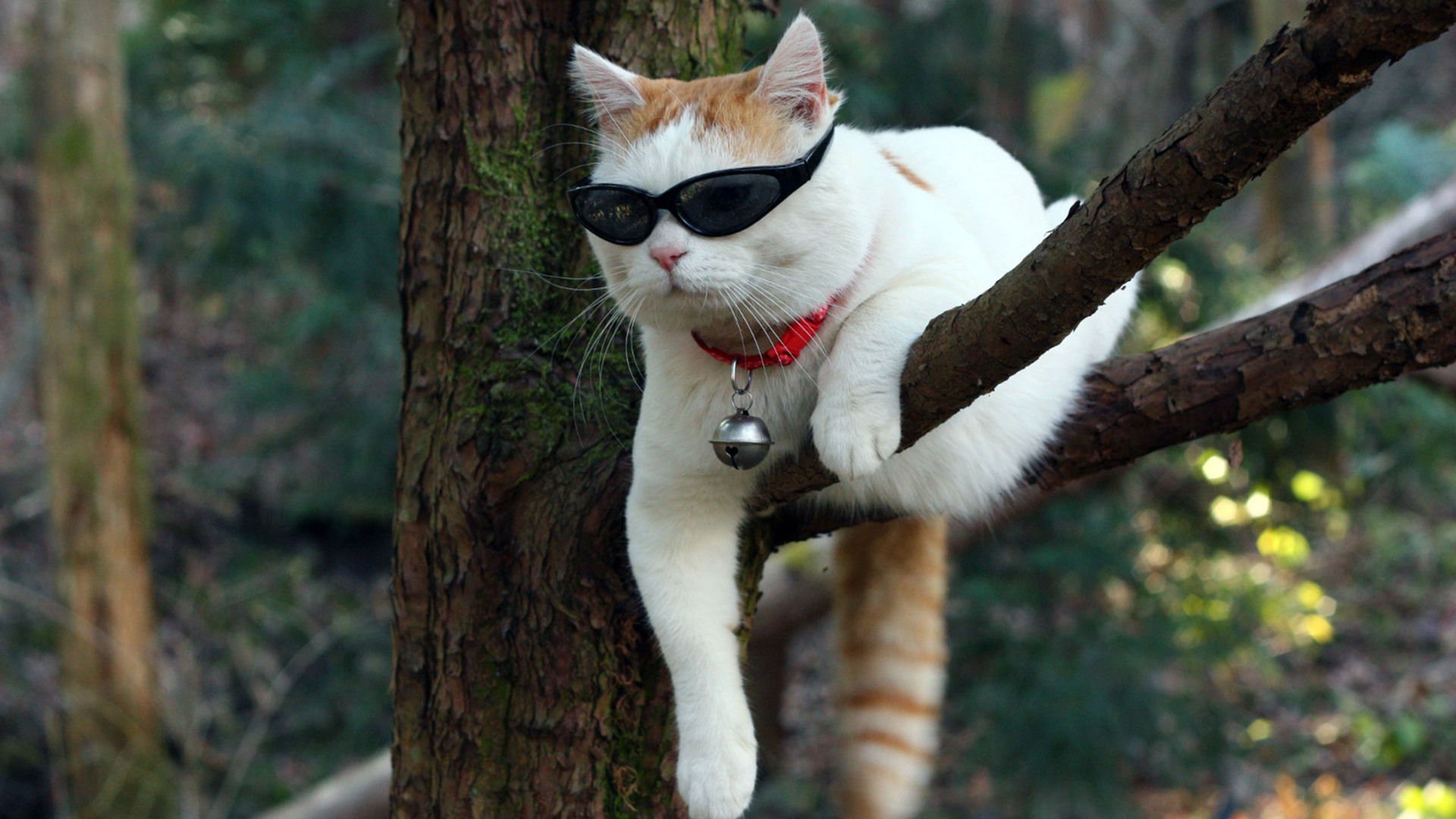 萌宠,喵星人,猫,可爱,卖萌,搞笑图,儿童桌面专用