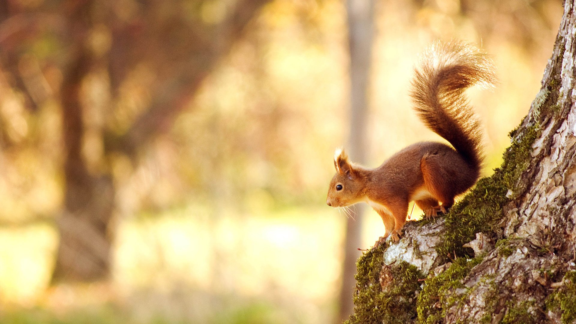 萌宠,野生动物,松鼠,儿童桌面专用