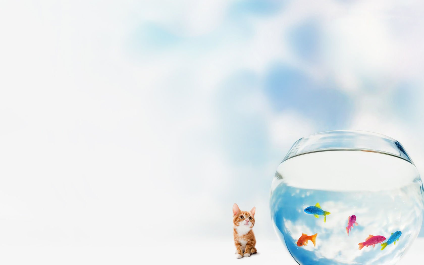 萌宠,喵星人,猫,可爱,卖萌,搞笑图,古灵精怪,鱼,儿童桌面专用