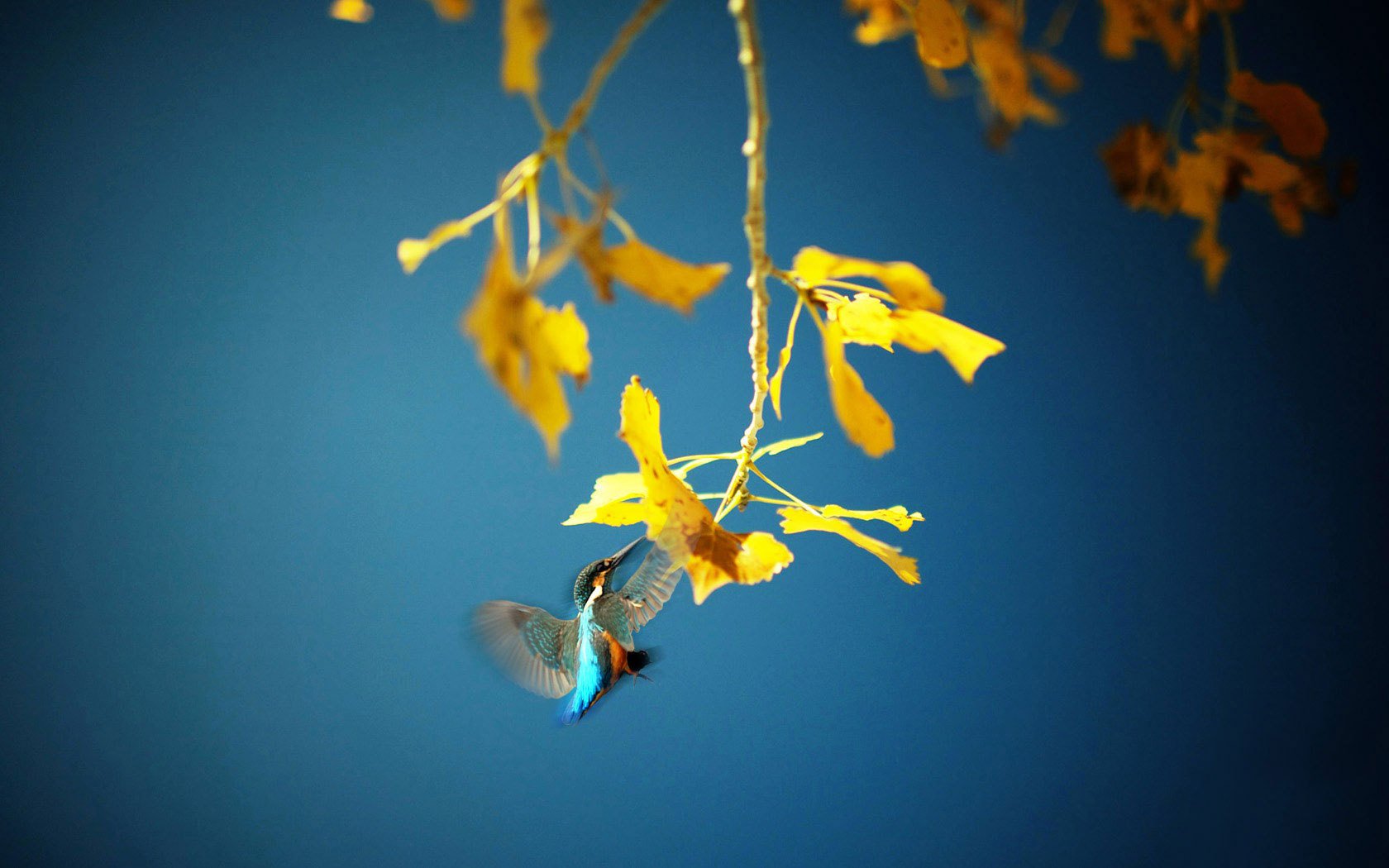 小清新,鸟语花香,鸟,2月8日,儿童桌面专用