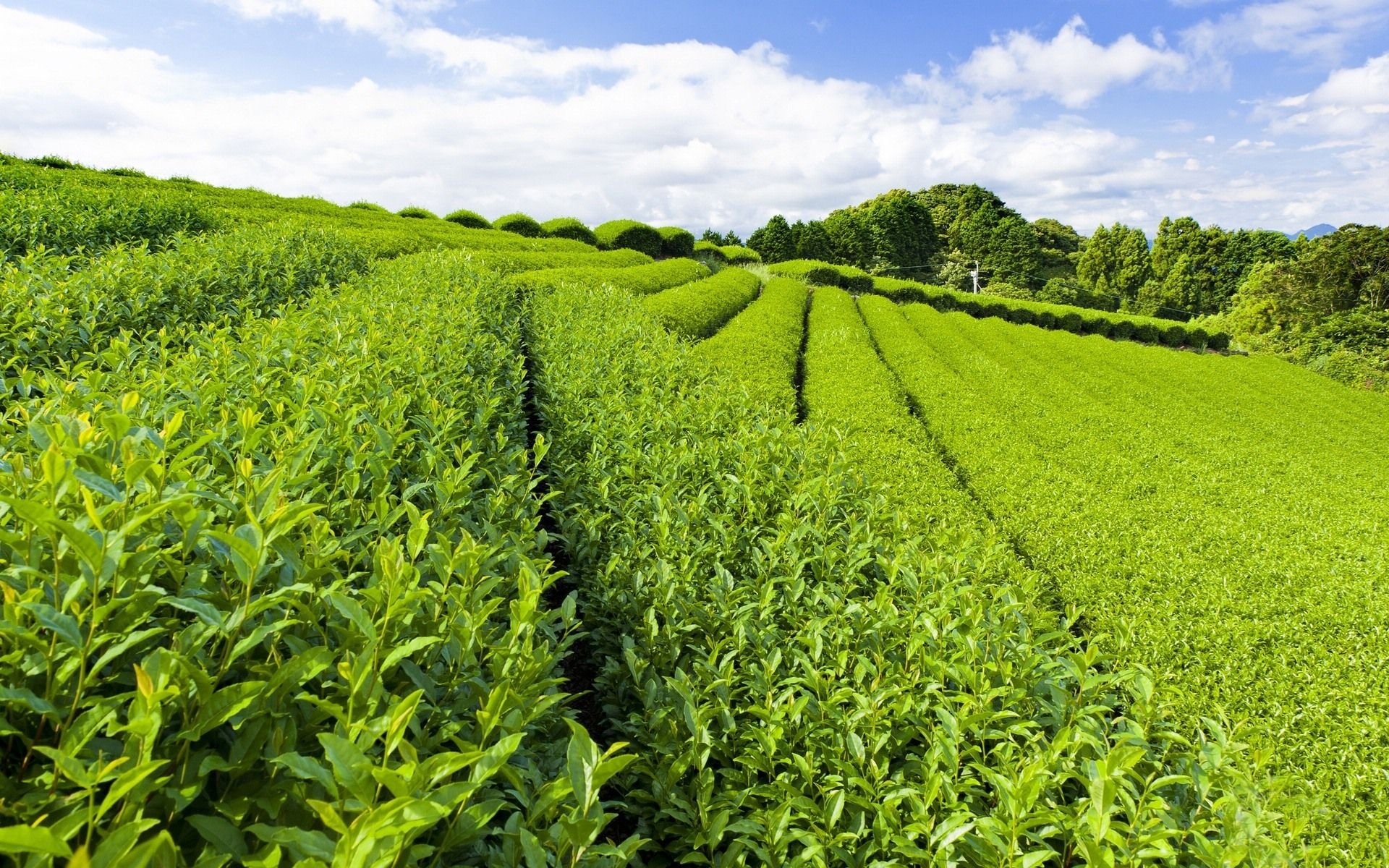 世外桃源,风景,风光,美景,旅游,儿童桌面专用