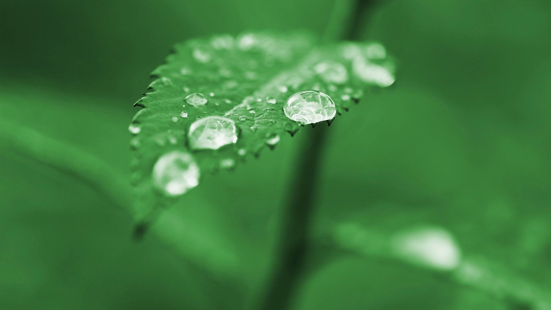 小清新,护眼壁纸,绿色,2月9日,儿童桌面专用