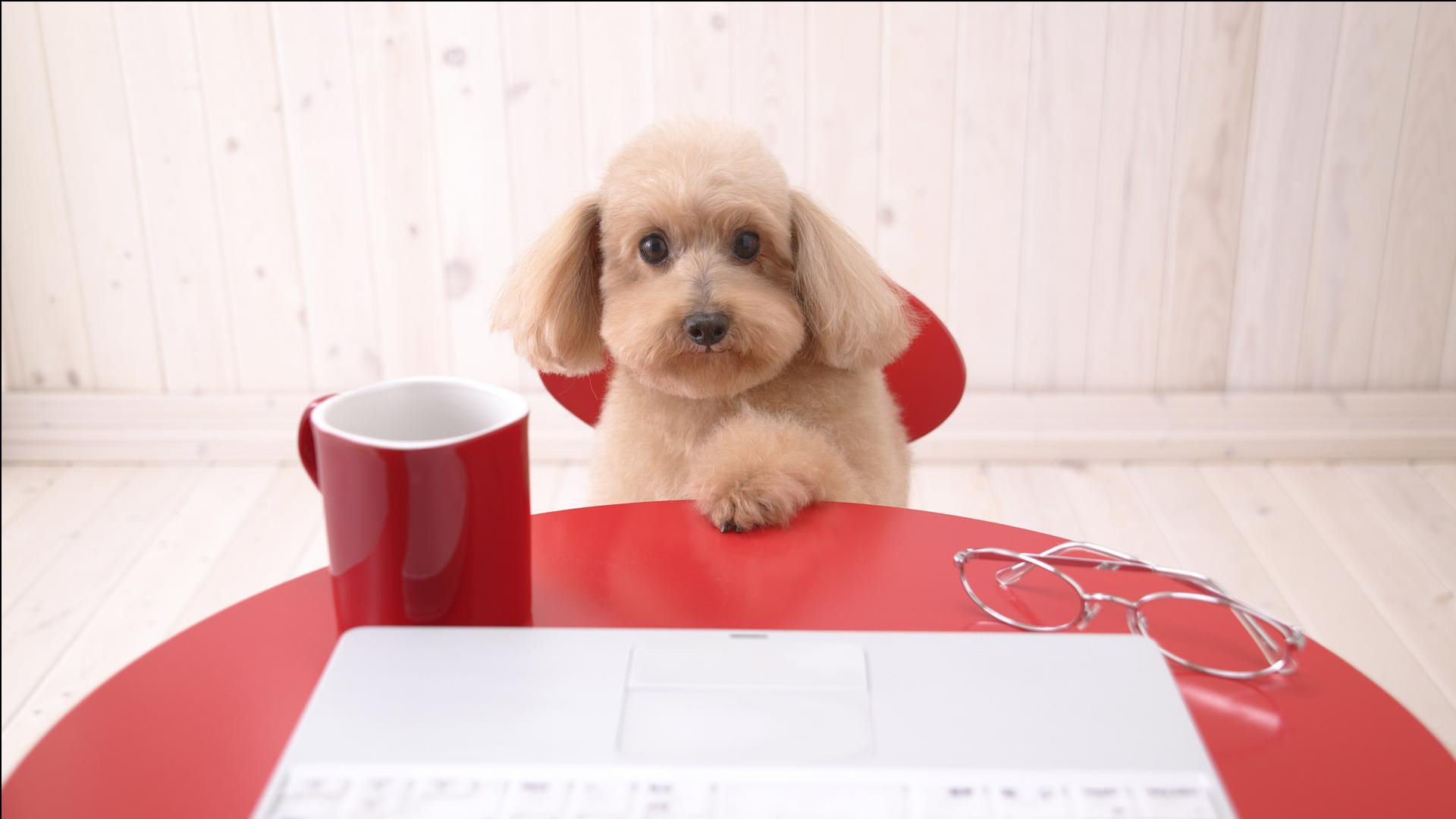 萌宠,汪星人,狗,卖萌,可爱,宠物,憨态百出,搞笑图,儿童桌面专用