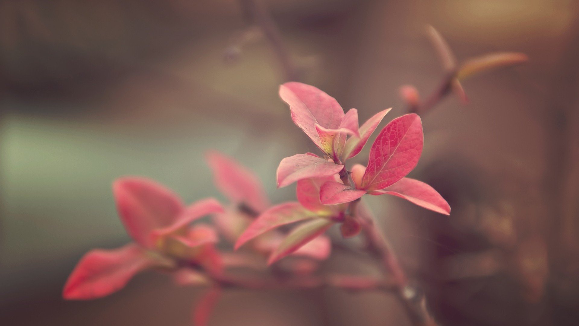 小清新,清新淡雅,树叶,2月20日,儿童桌面专用