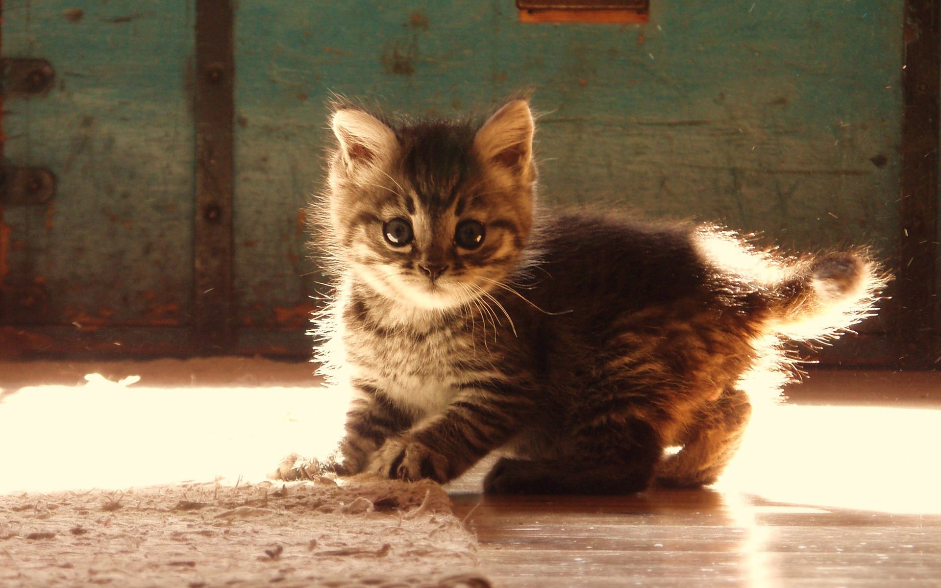 萌宠,喵星人,猫,可爱,卖萌,儿童桌面专用