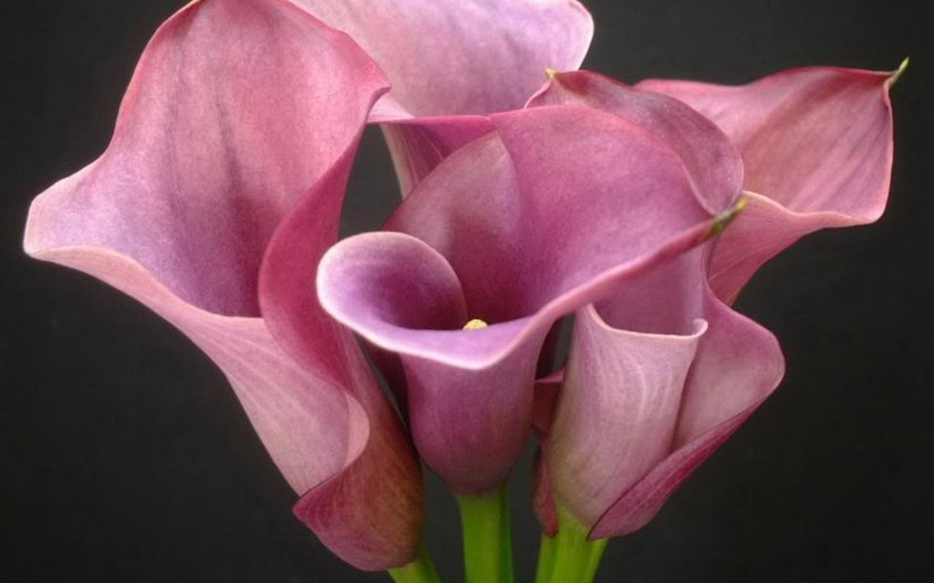 小清新,静物写真,花卉,2月27日,儿童桌面专用