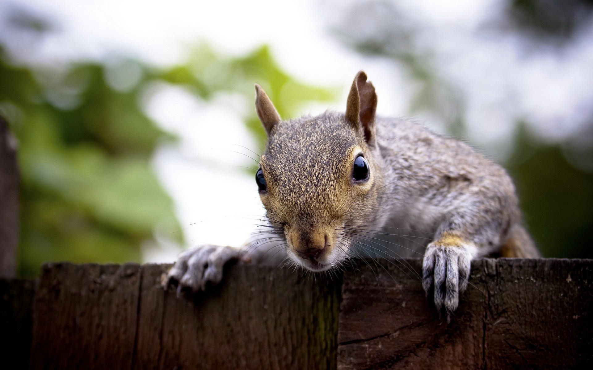 萌宠,野生动物,松鼠,儿童桌面专用