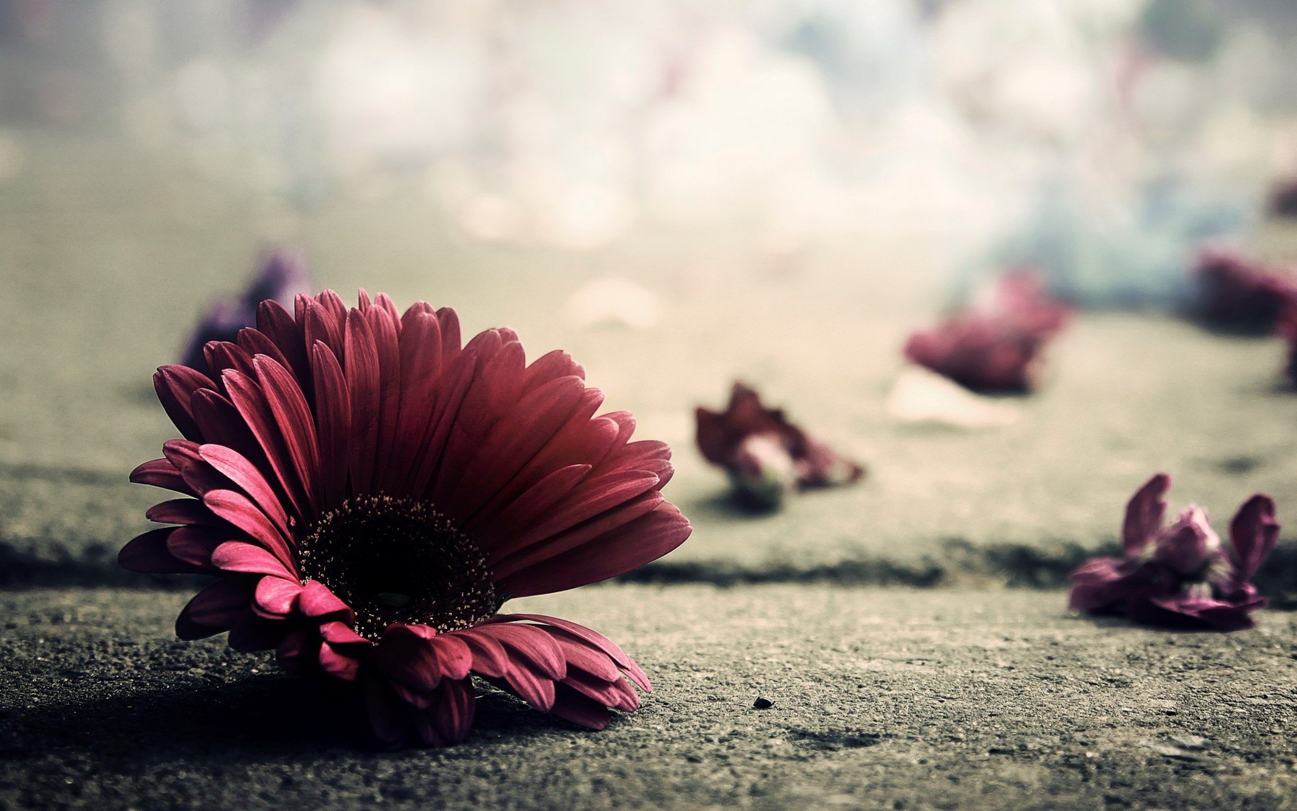 小清新,静物写真,花卉,1月31日,儿童桌面专用